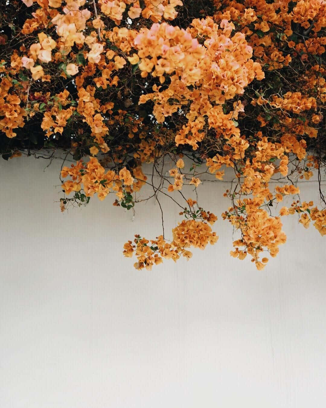 Fundodo Tumblr Com Flores Em Tamanho 1080 X 1349.