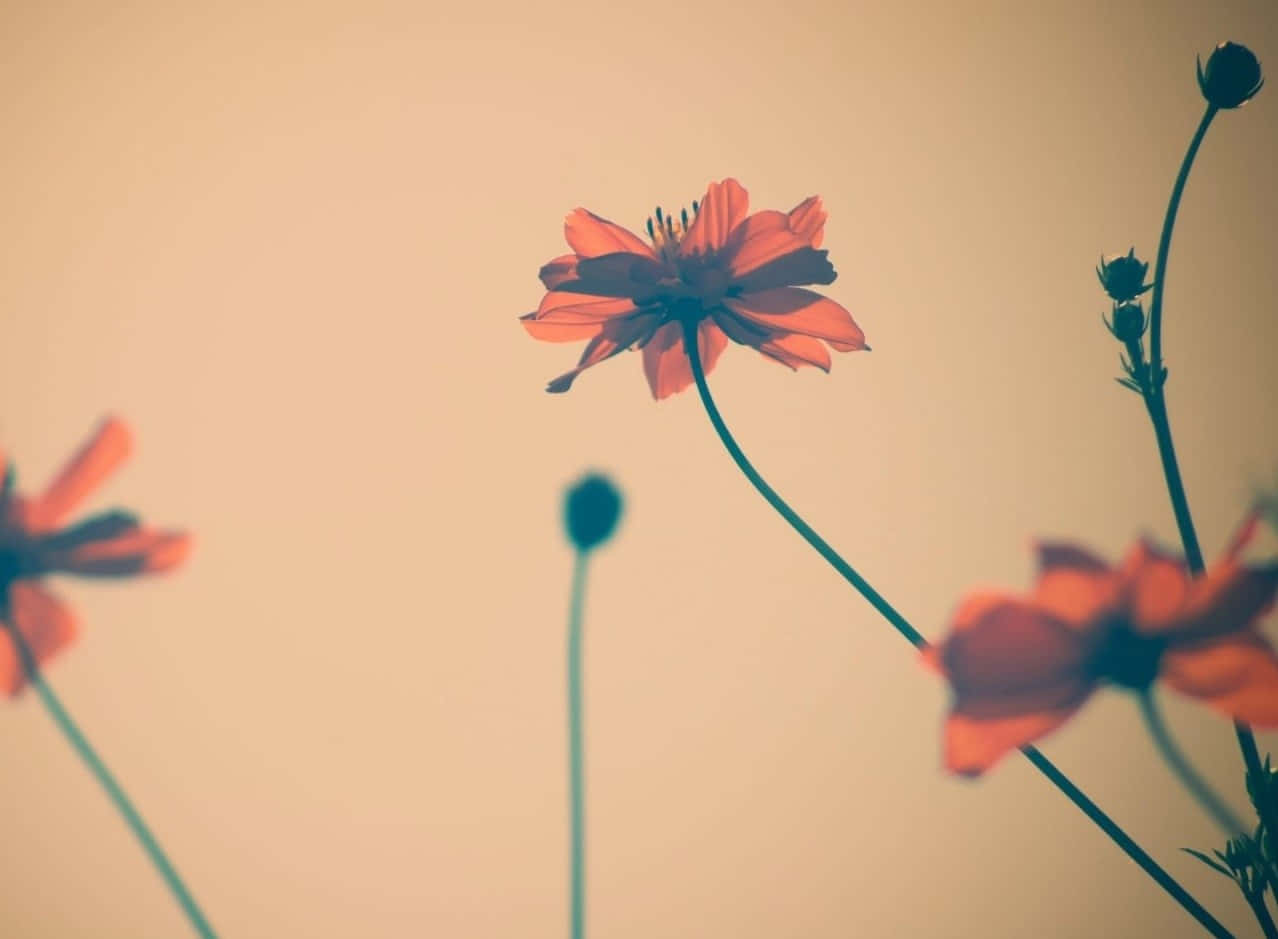 Aesthetic Tumblr Flower Background