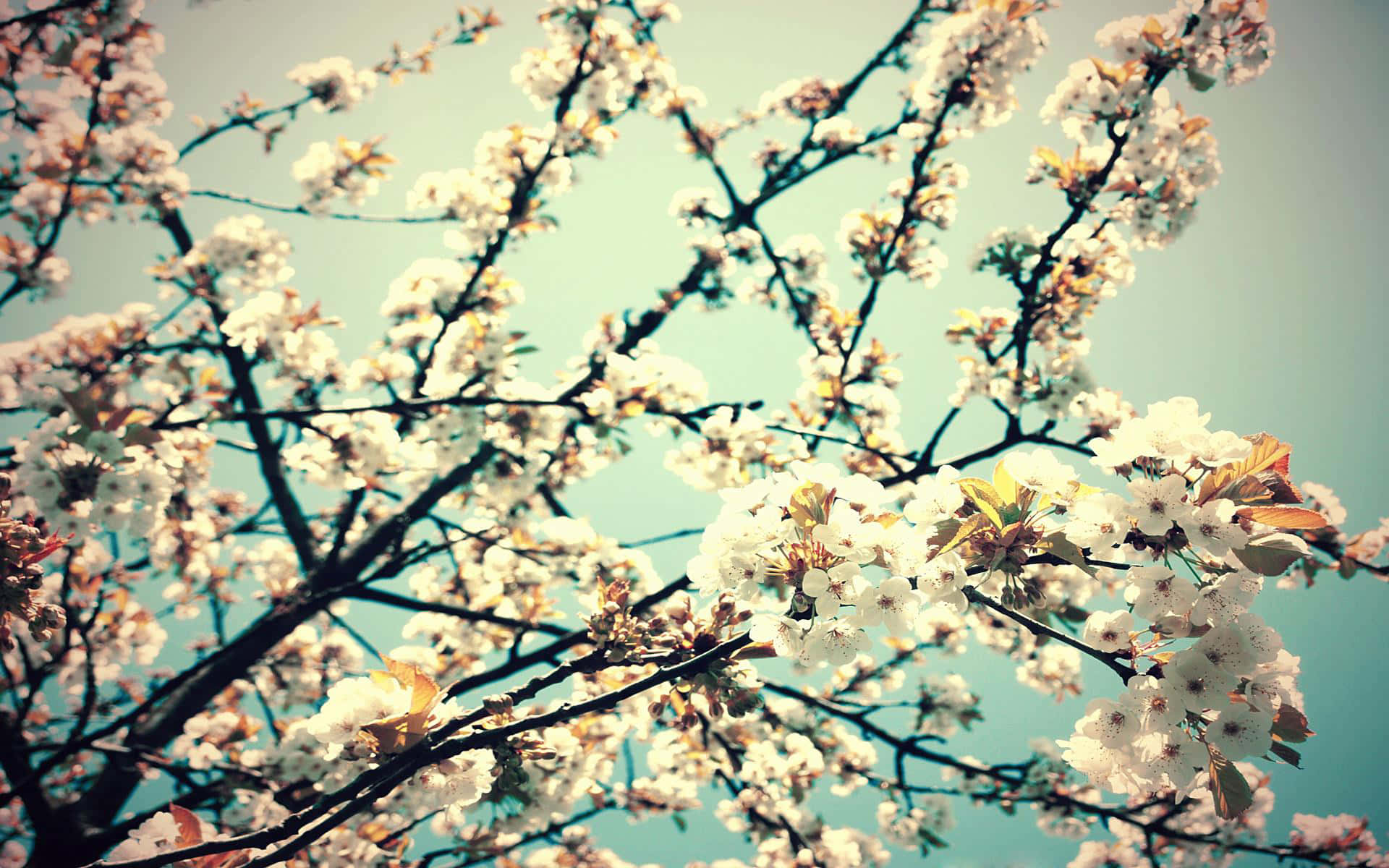 Enchanting Floral Tumblr Background