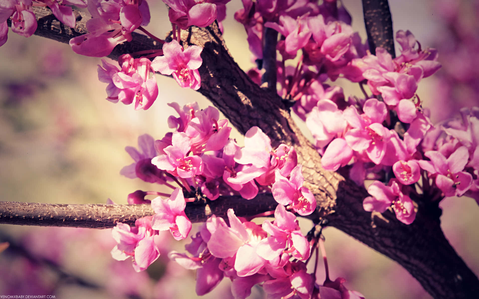 Vibrant Blossoming Tumblr Flowers Background
