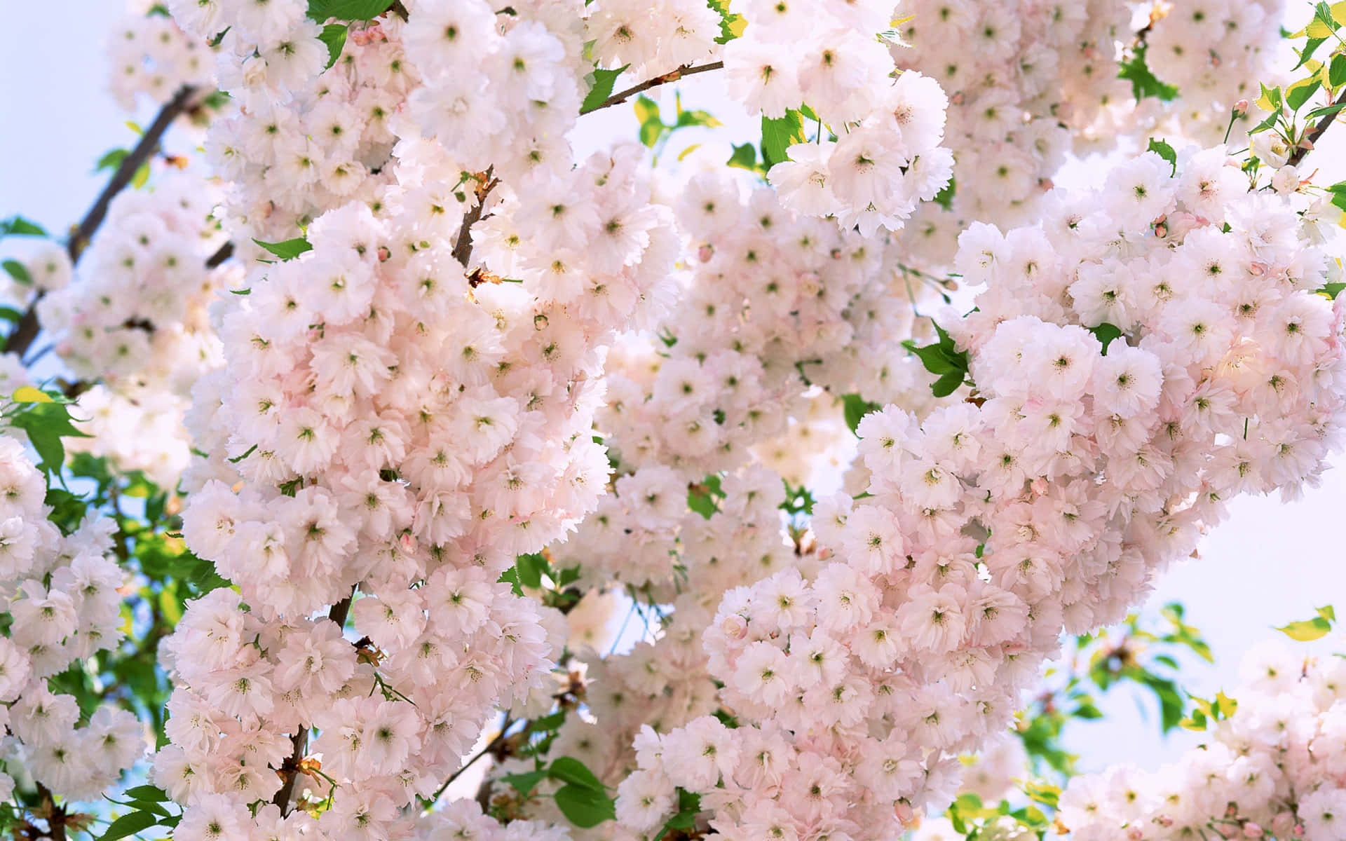 Captivating Floral Bliss on Tumblr