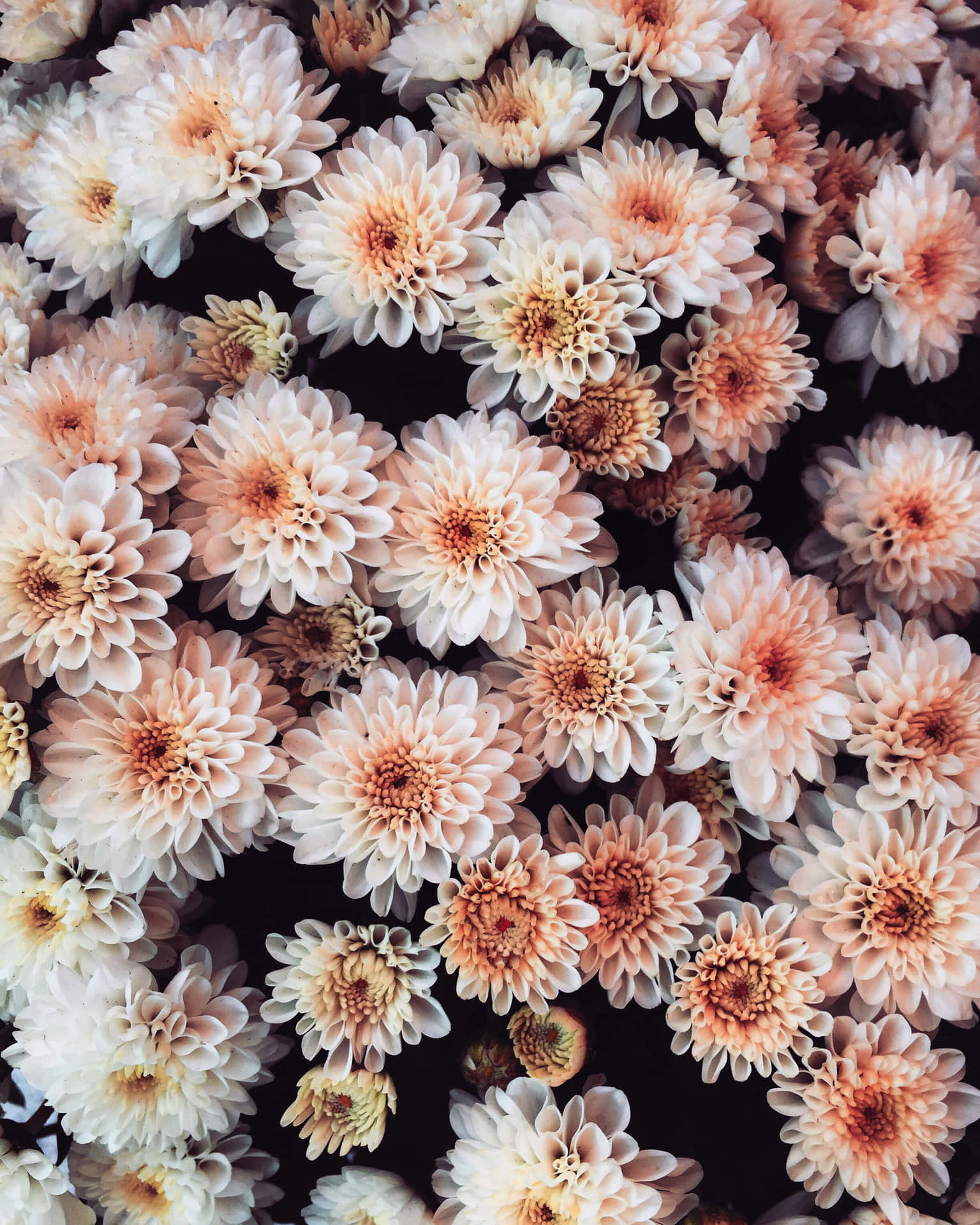 Enchanting Tumblr Flower Background