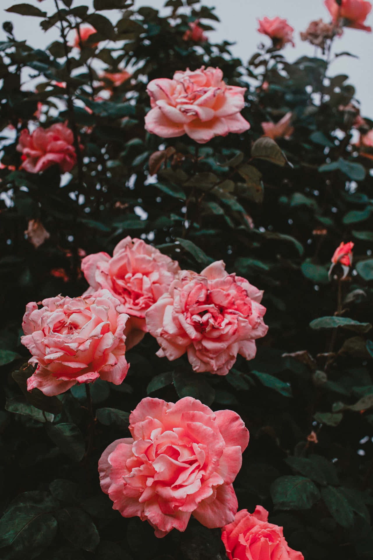 Beautiful Tumblr Flower Background