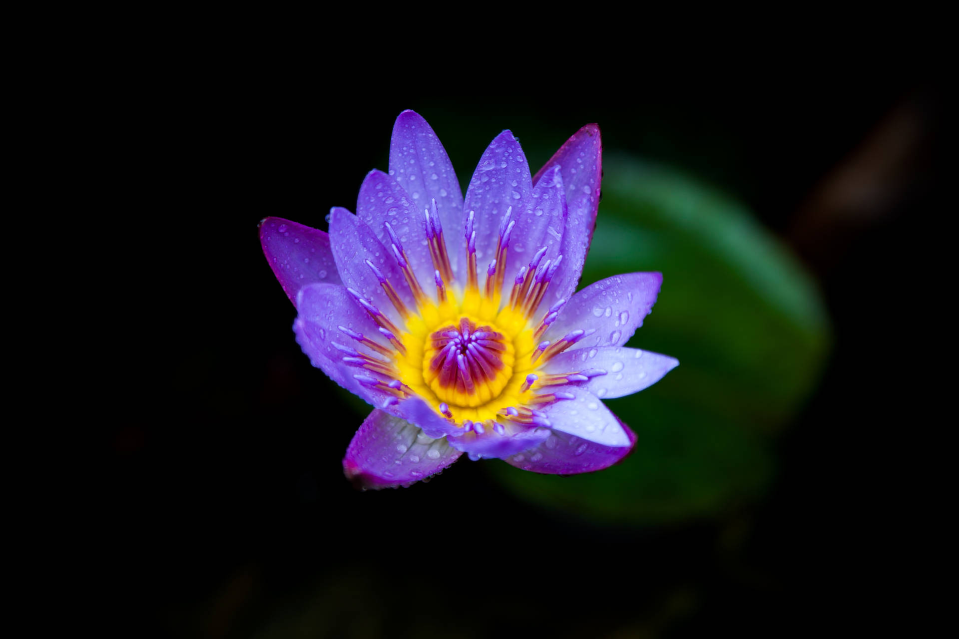 Tumblr Flower Blooming Lotus Wallpaper