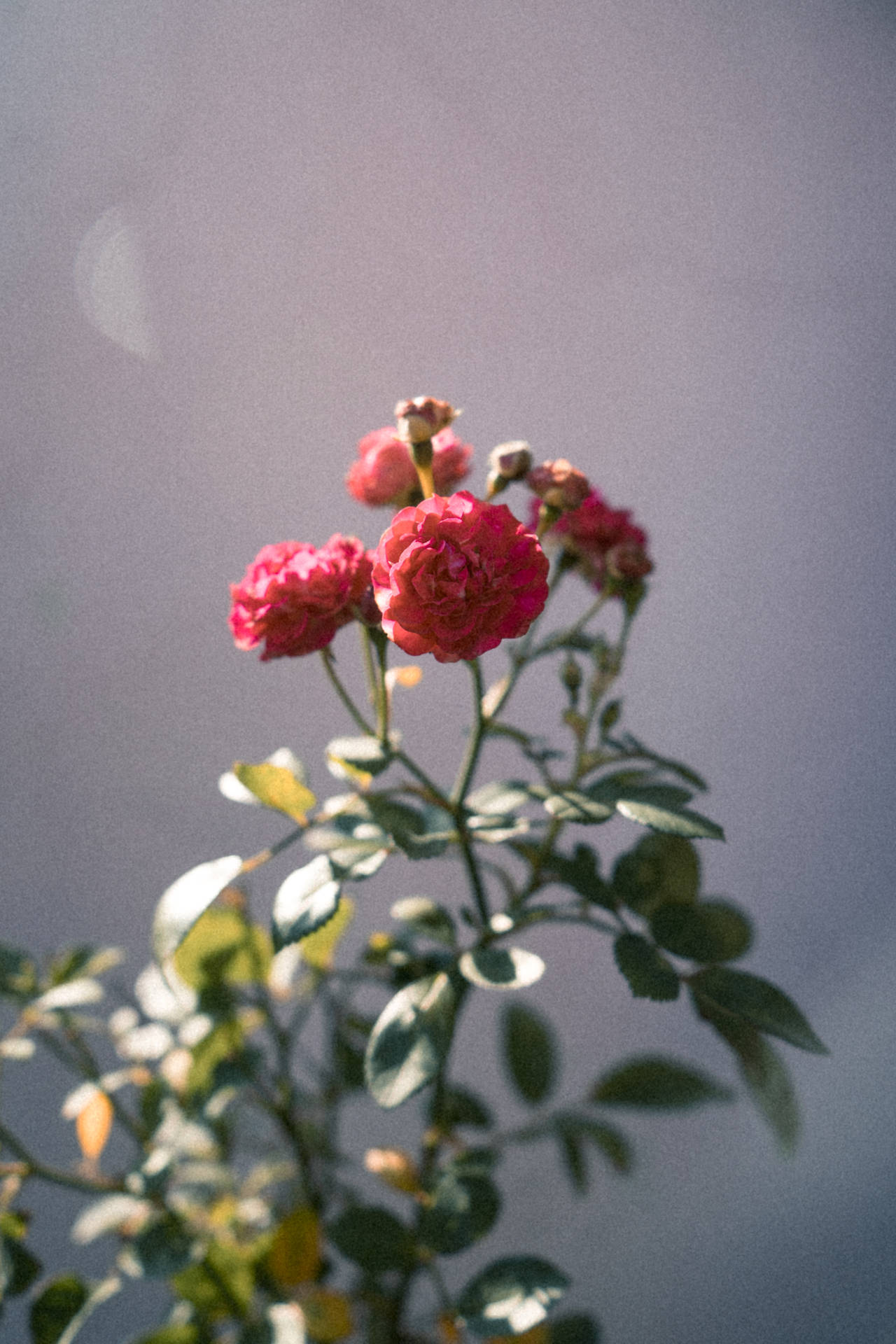 Aglomeradode Flores Do Tumblr De Rosas. Papel de Parede