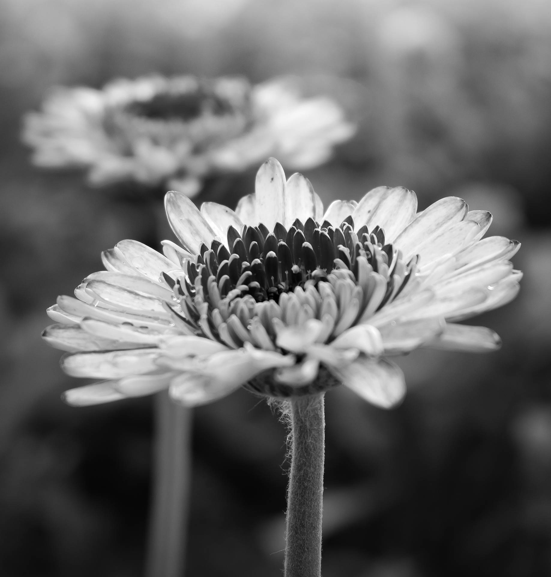 Tumblr Flower Greyscale Daisy Wallpaper