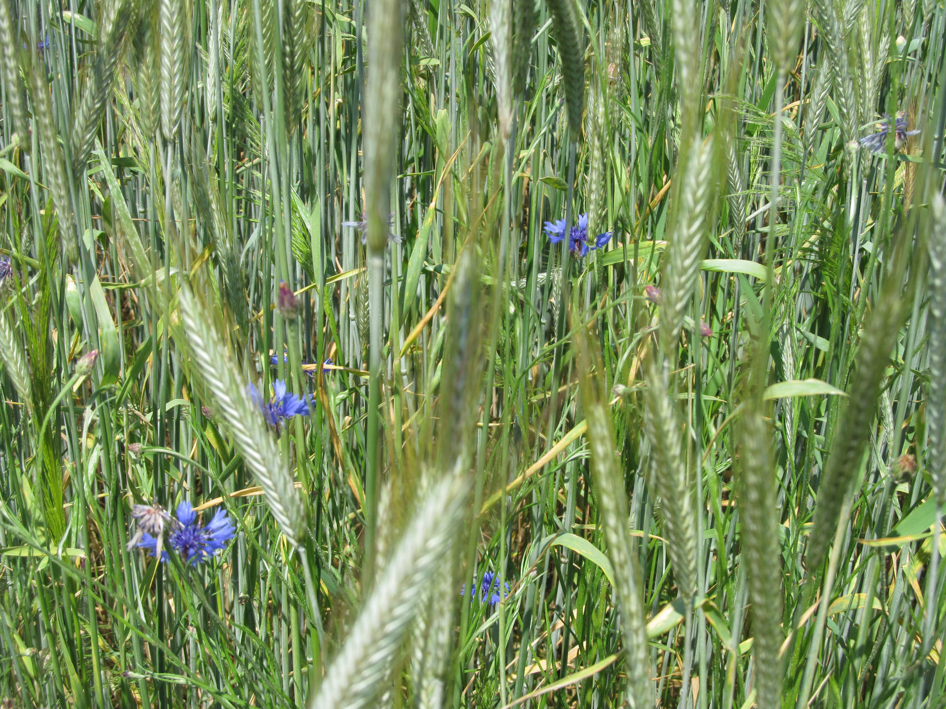 Tumblr Flower In Grass Wallpaper