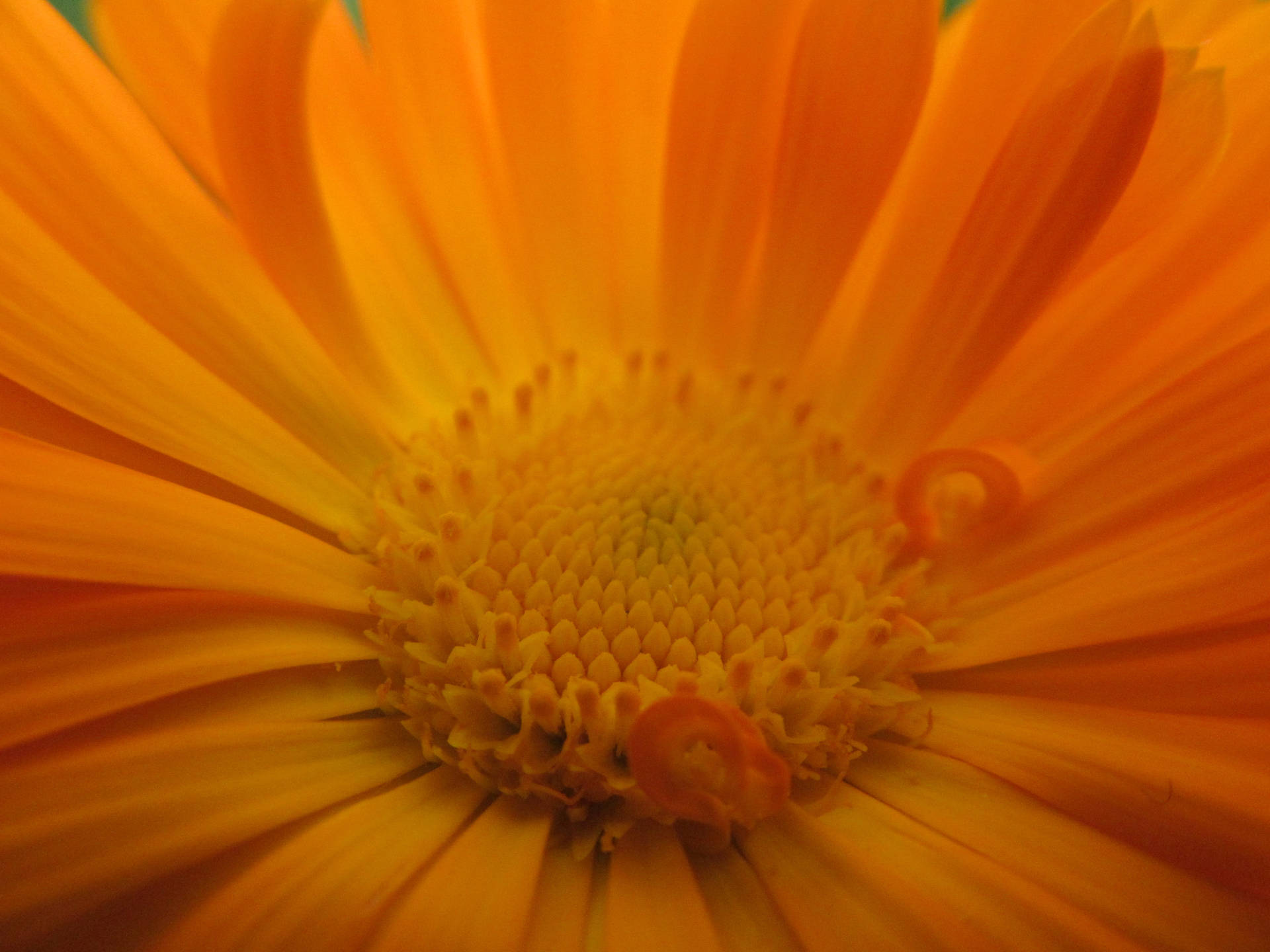 Tumblr Flower In Orange Colour Wallpaper