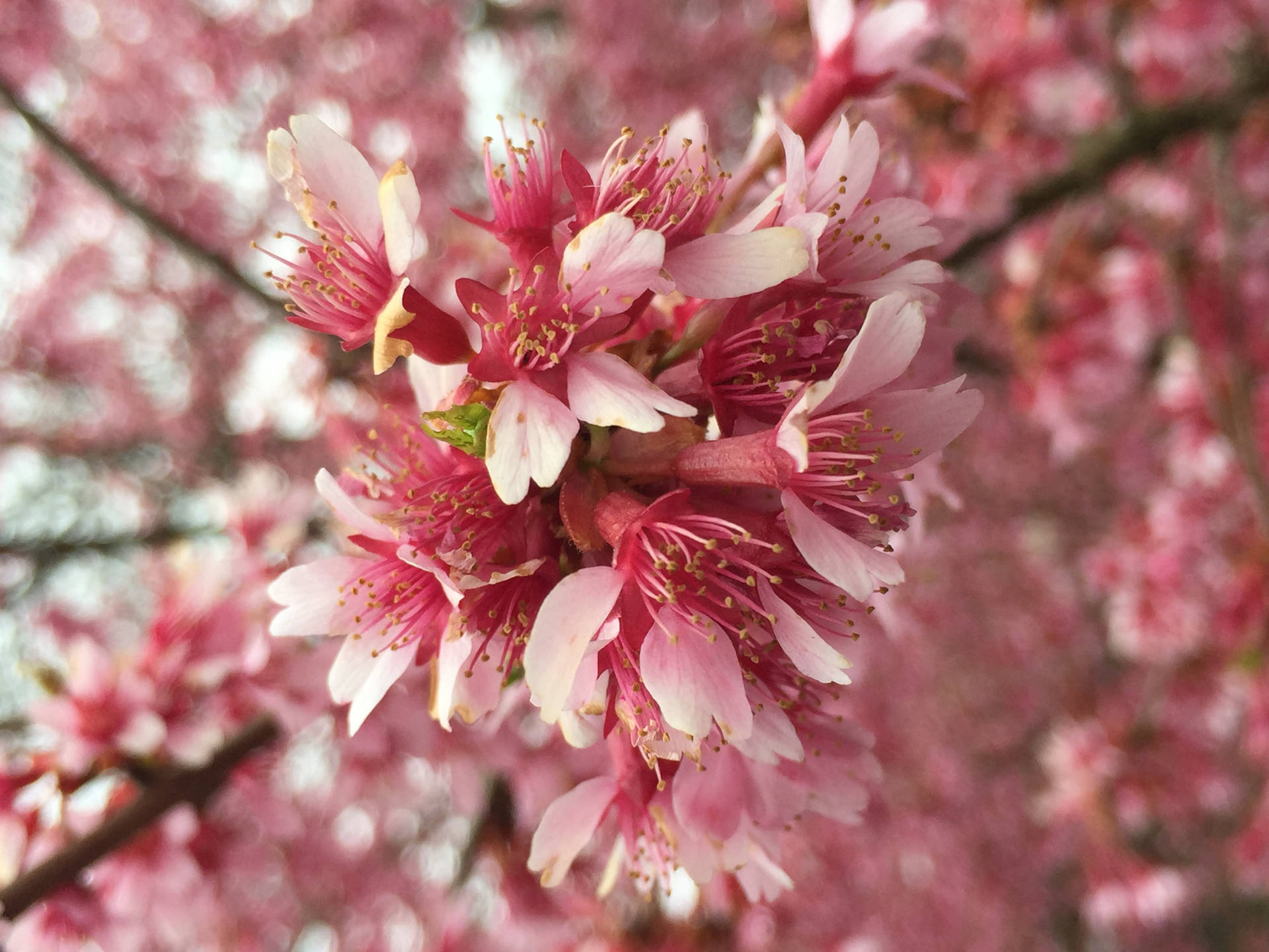 Tumblr Flower Pink Cherry Blossom Flowers Wallpaper