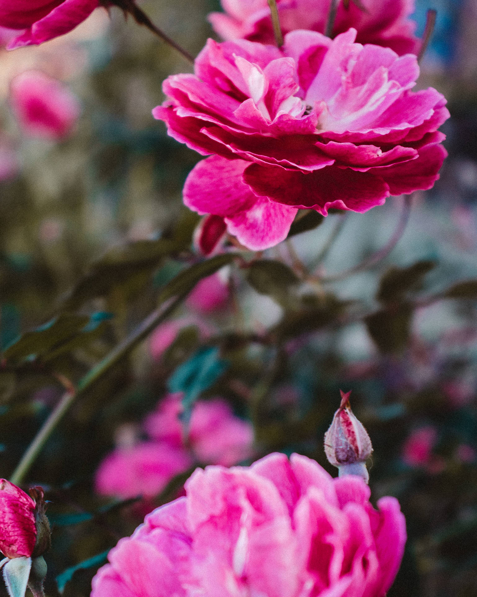 Tumblr Flower Pink Roses Wallpaper