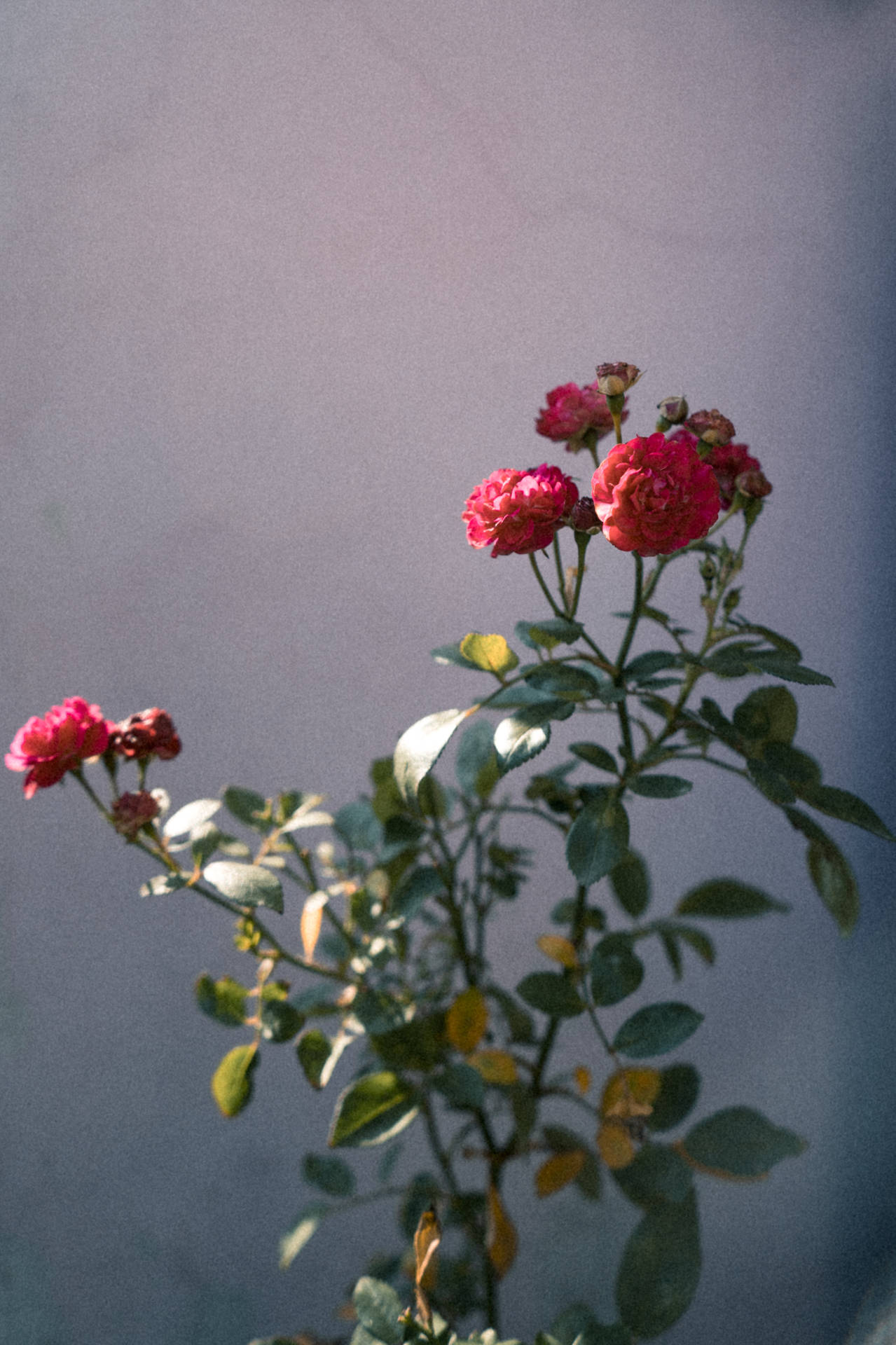 Tumblr Flower Red Roses Wallpaper