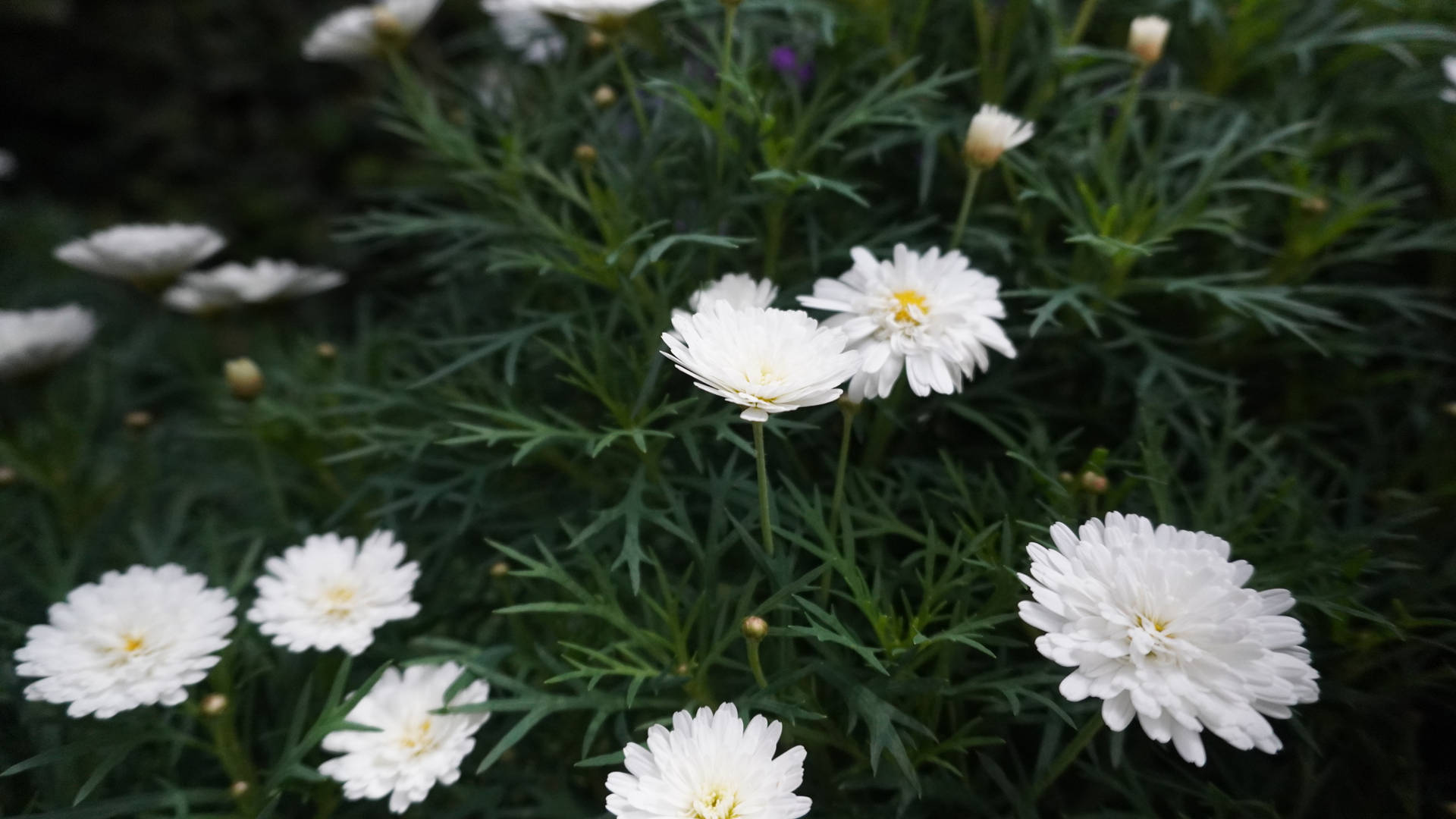 Tumblr Flower White Daisies Wallpaper