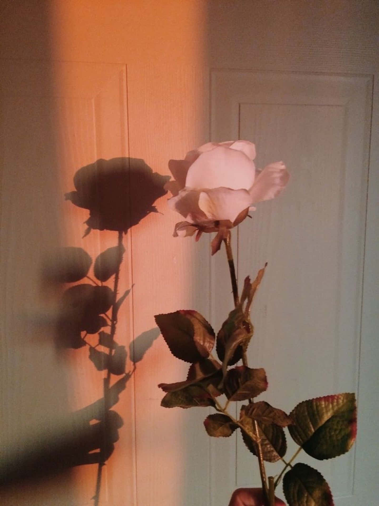 Hellerund Wunderschöner Blumen-desktop-hintergrund Wallpaper
