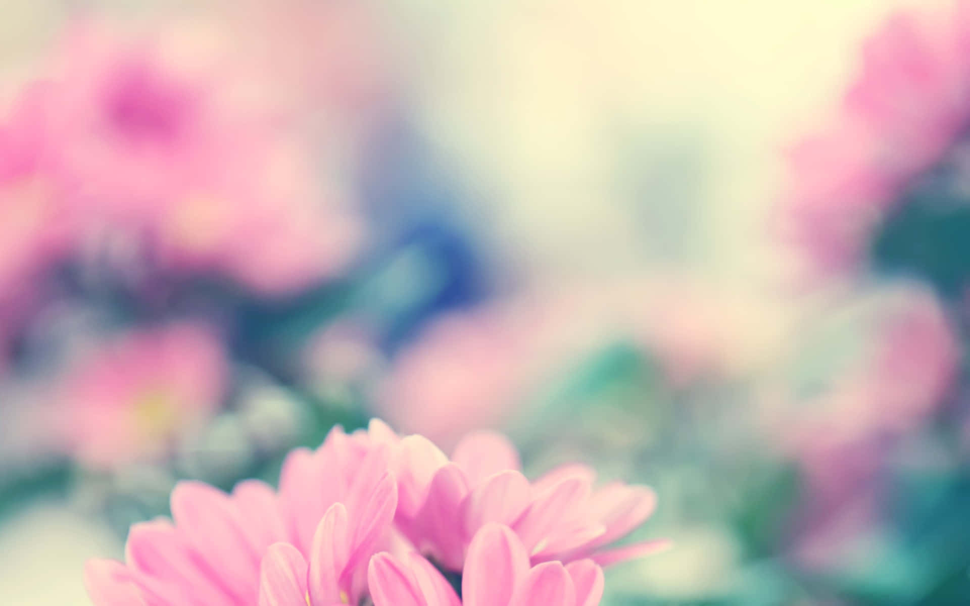 rosa blomster i et felt med sløret baggrund Wallpaper