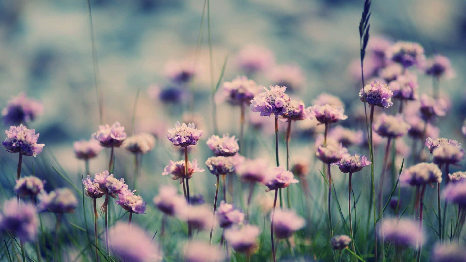 En livlig buket af blomster sat mod en baggrund af græs og himmel. Wallpaper