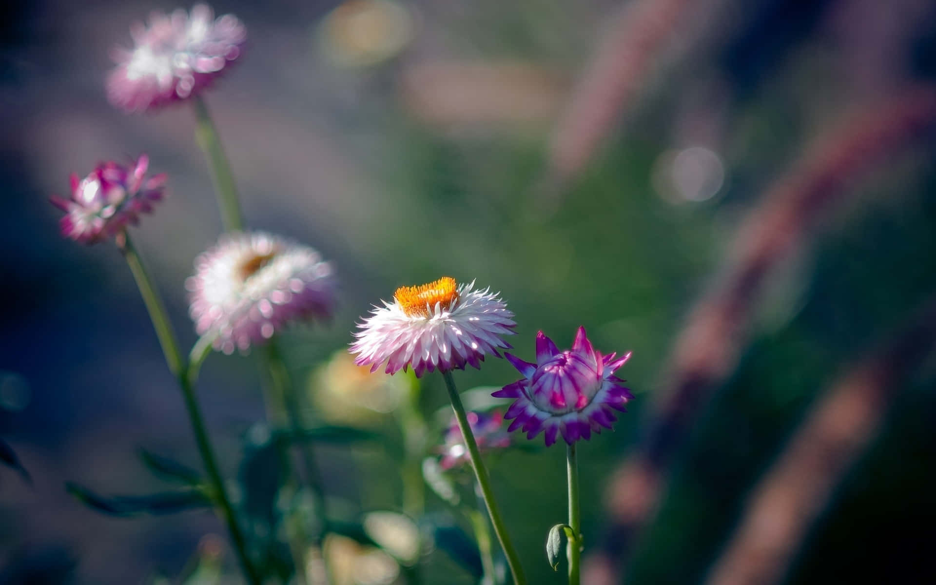 Floresde Violetas En El Escritorio De Tumblr. Fondo de pantalla
