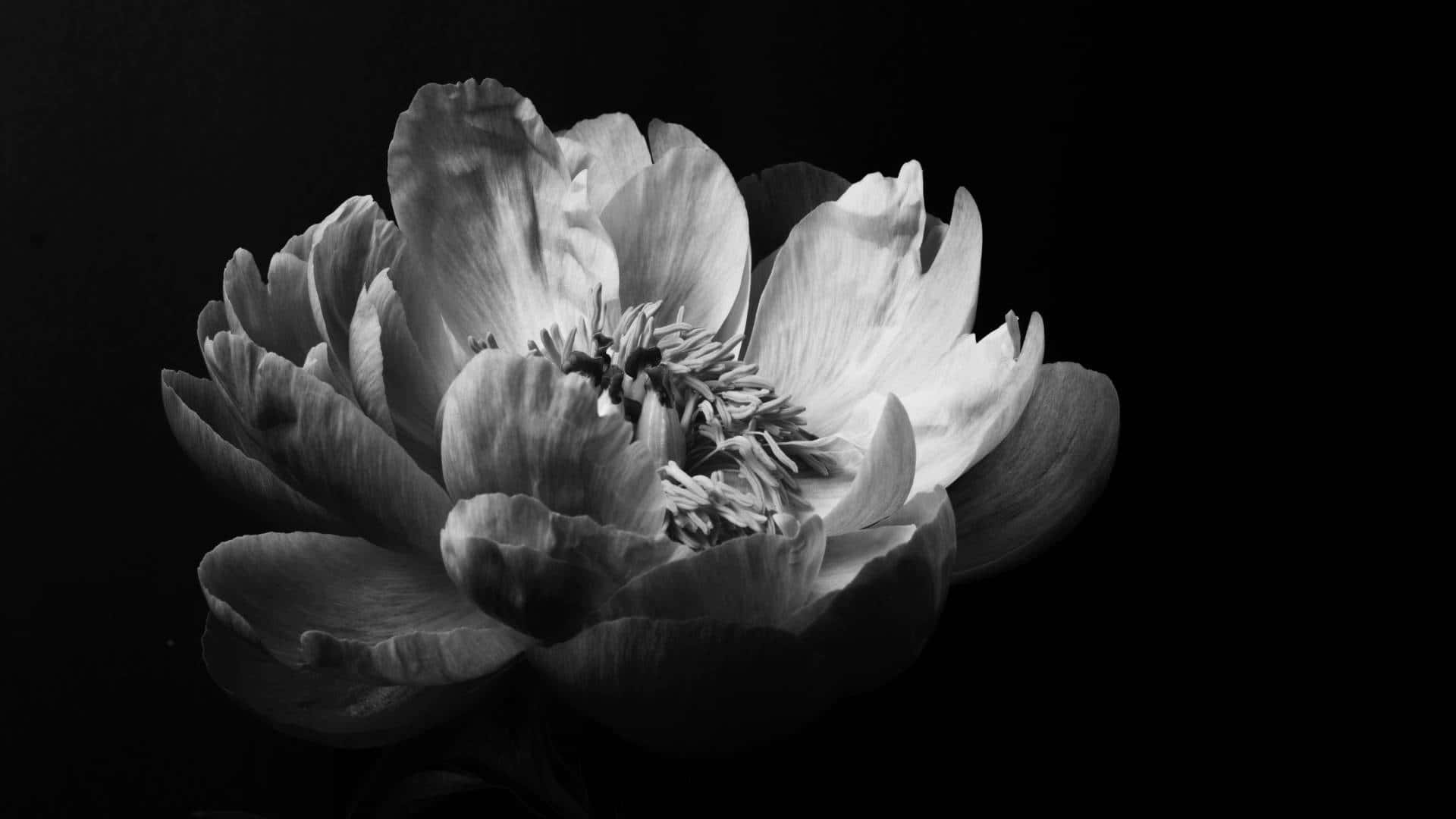 tumblr wallpapers black and white flowers