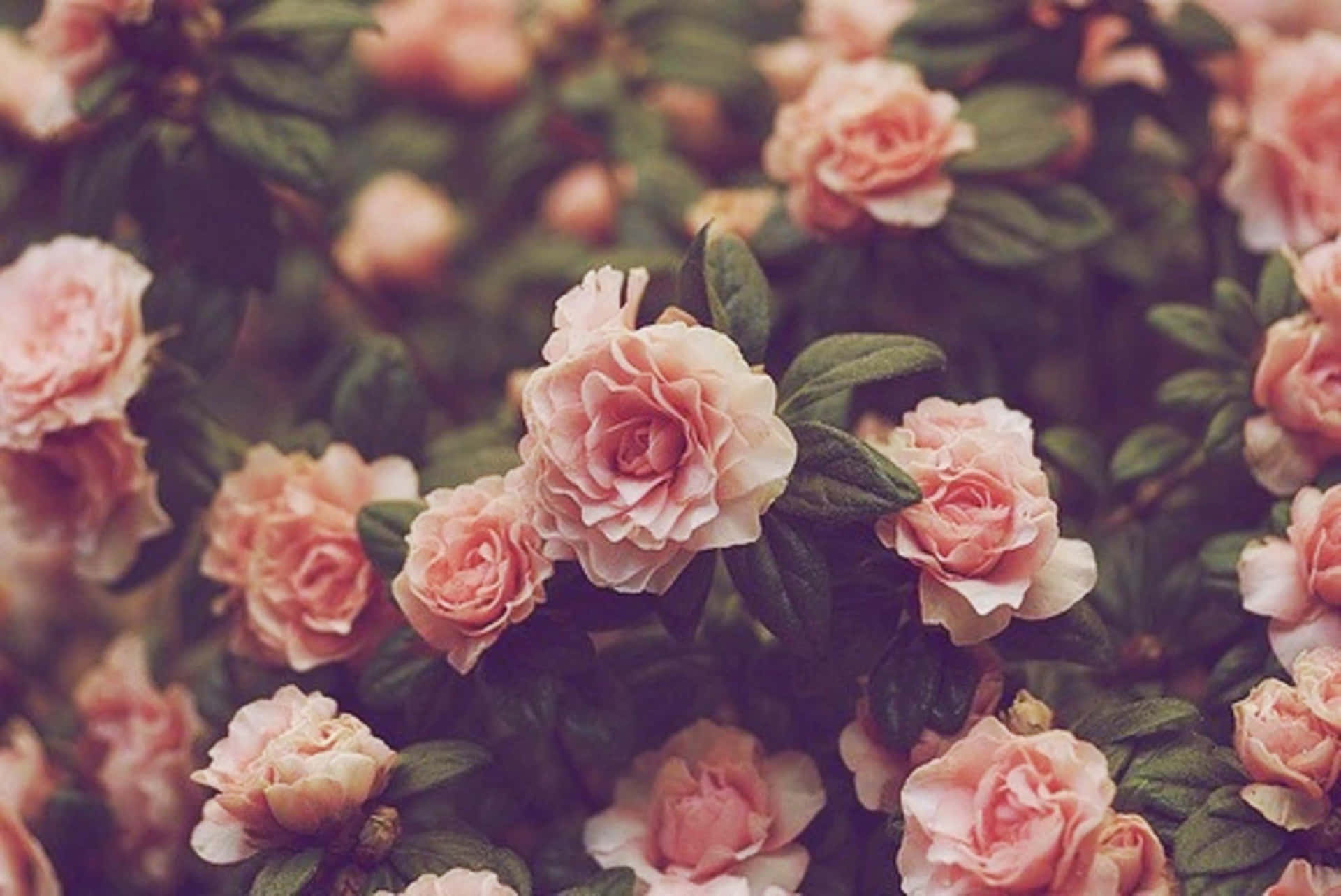 floral desktop wallpaper tumblr
