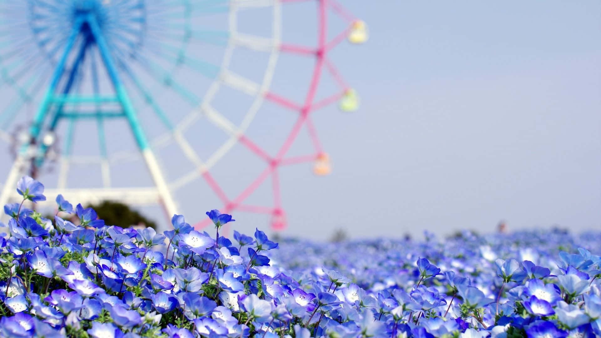 Et tivoli er i midten af ​​blå blomster Wallpaper