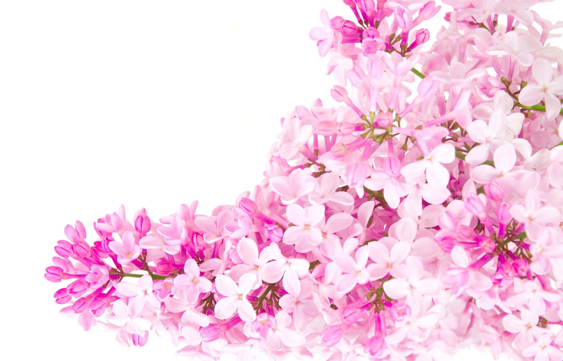 A Bouquet Of Pink Flowers On A White Background Wallpaper