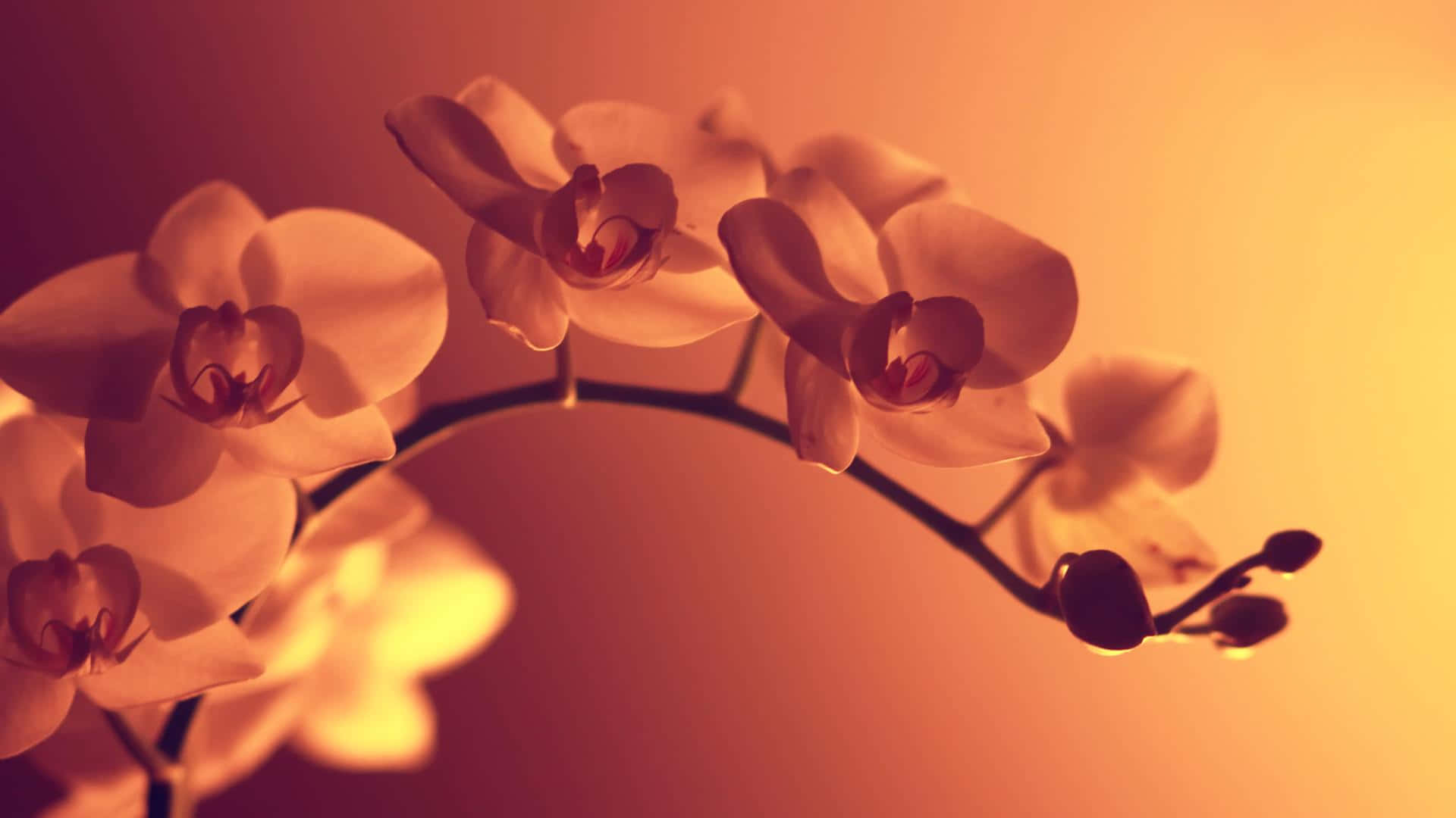 Sfondodi Orchidee Al Sole Sfondo