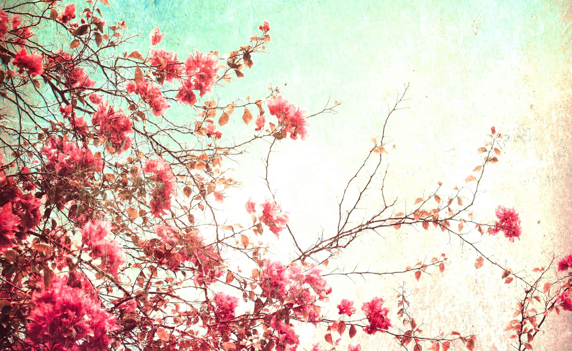 Tumblr Ipad Pink Vintage Spring Cherry Blossoms Wallpaper