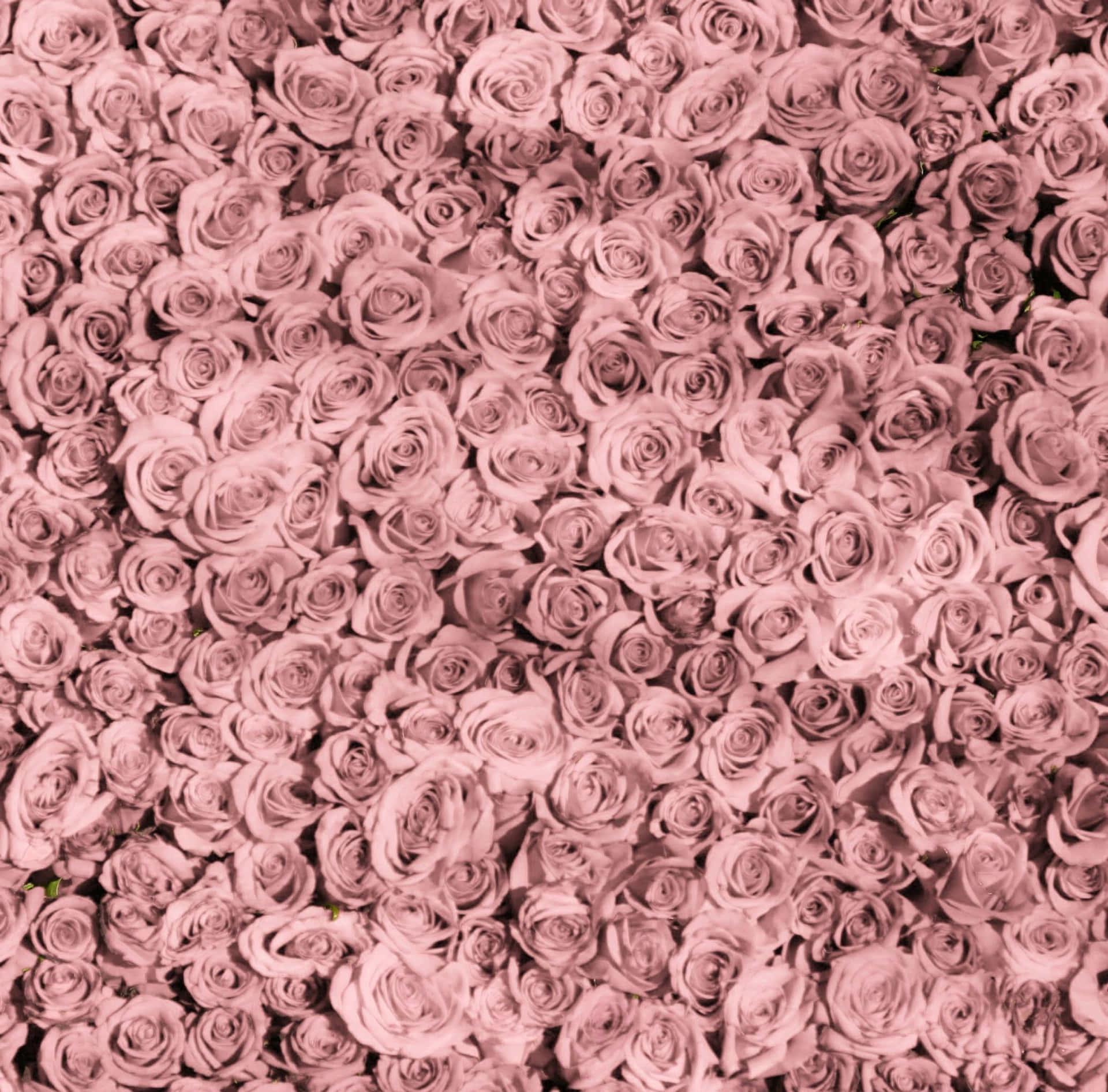 Tumblr Ipad Aesthetic Pink Roses Background