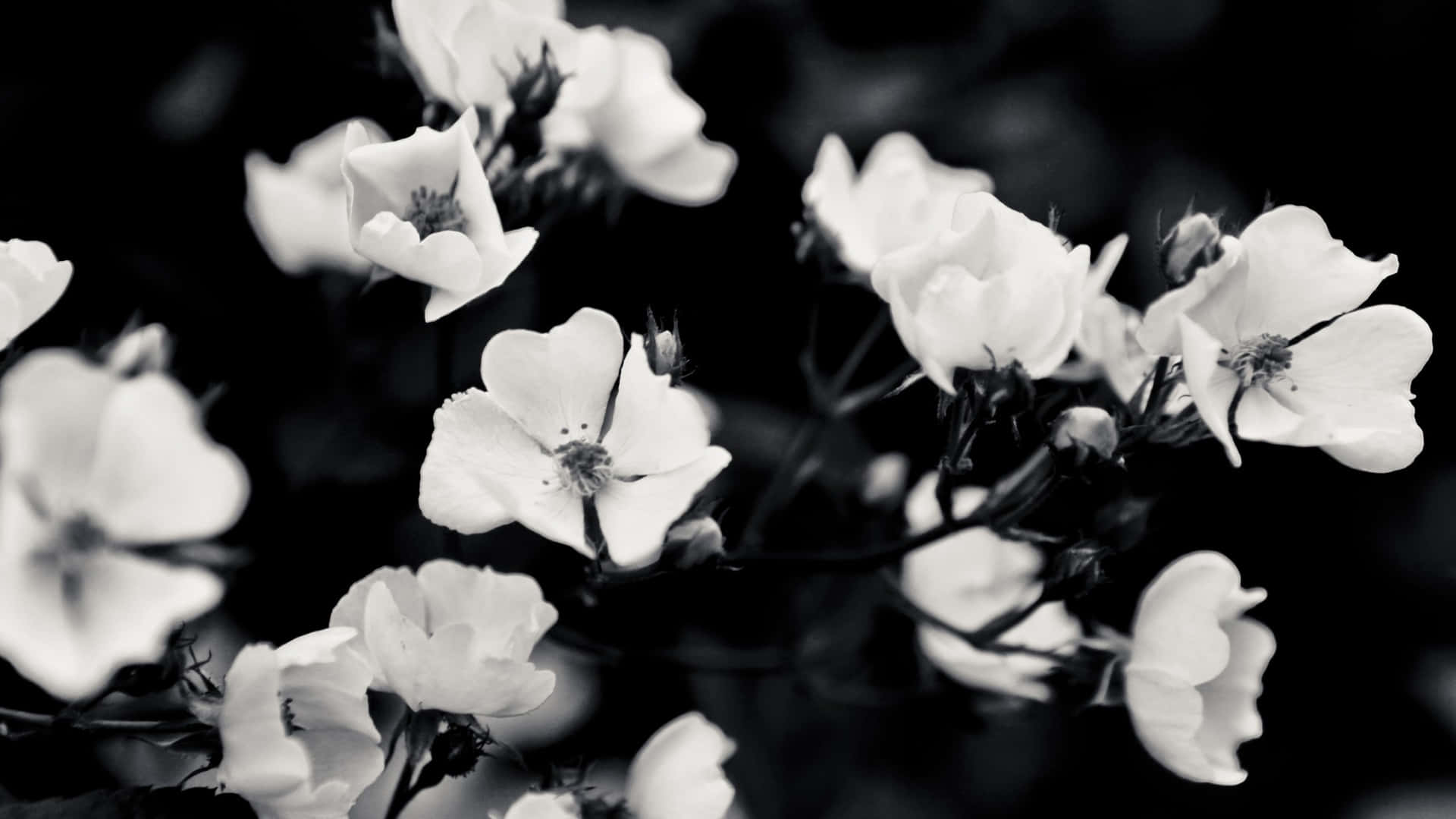 Black And White Flowers Tumblr Laptop Wallpaper