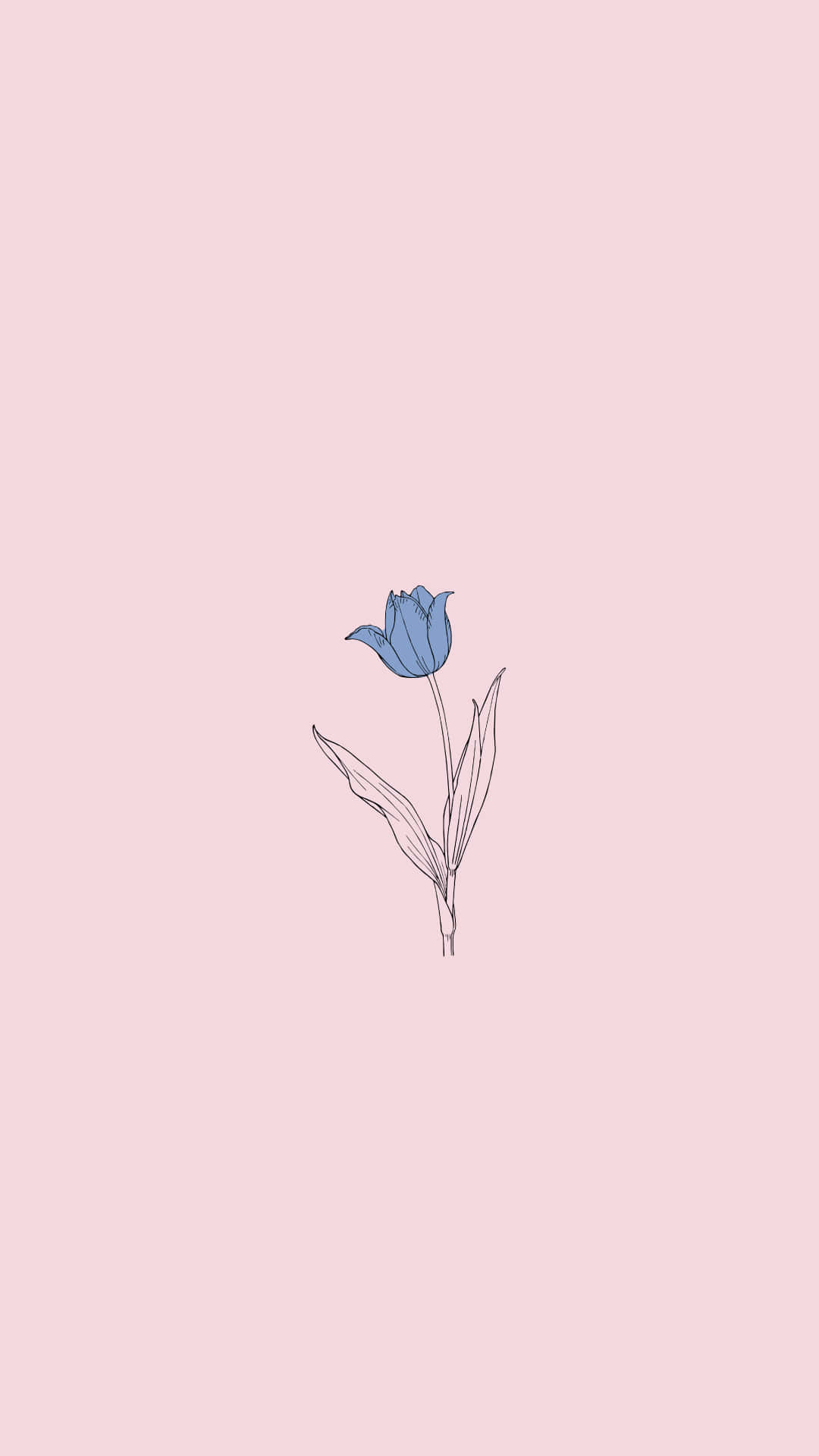 Enblå Blomma På En Rosa Bakgrund Wallpaper