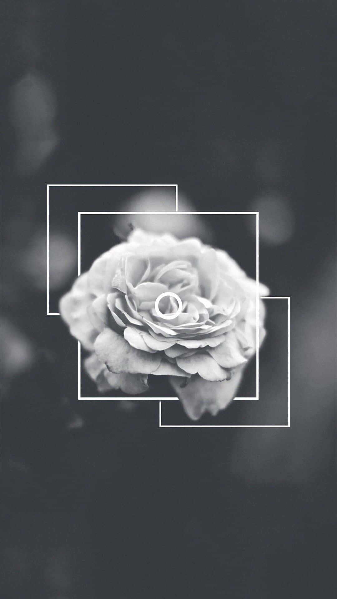 Aesthetic Monochrome Rose Tumblr Photography iPhone Wallpaper