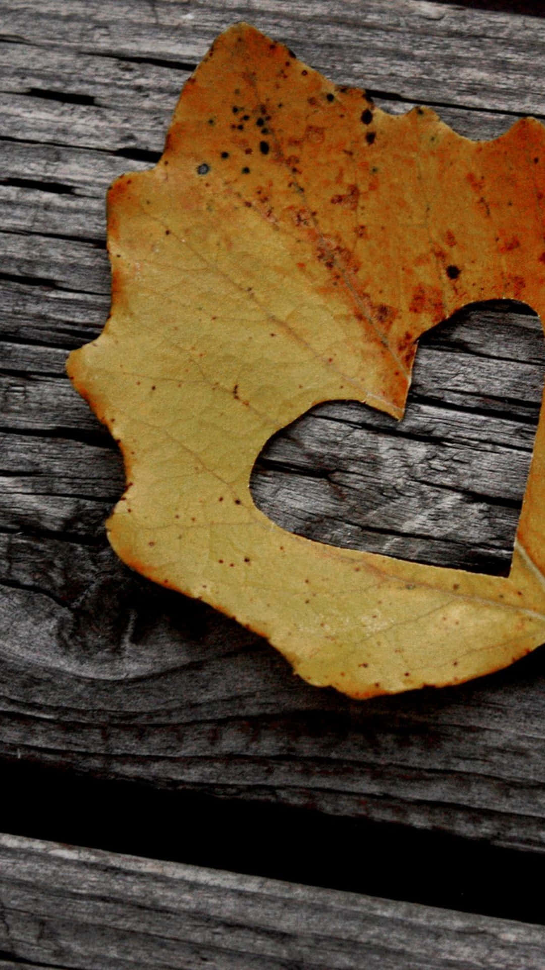 Heart-shaped Fall Leaf Tumblr Photography iPhone Wallpaper