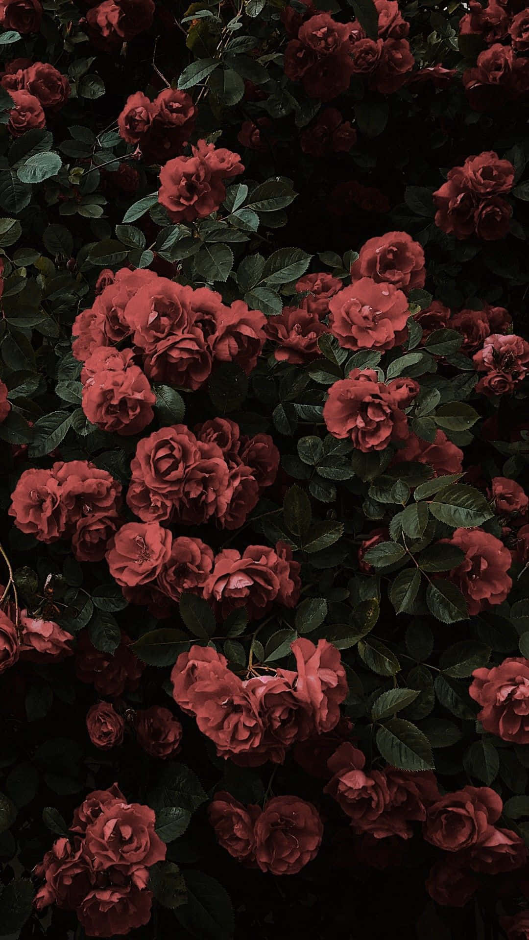Aesthetic Red Roses Tumblr Photography iPhone Wallpaper