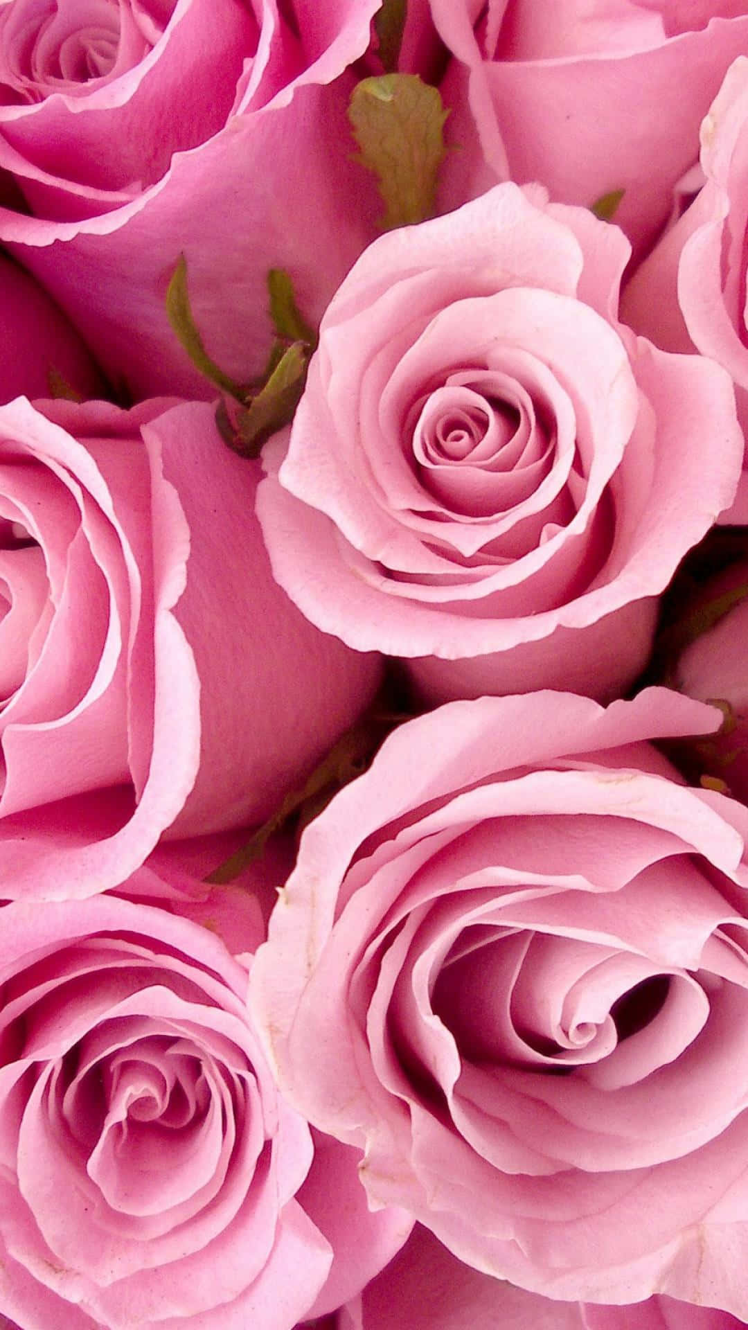 Pink Roses Tumblr Photography Iphone Wallpaper