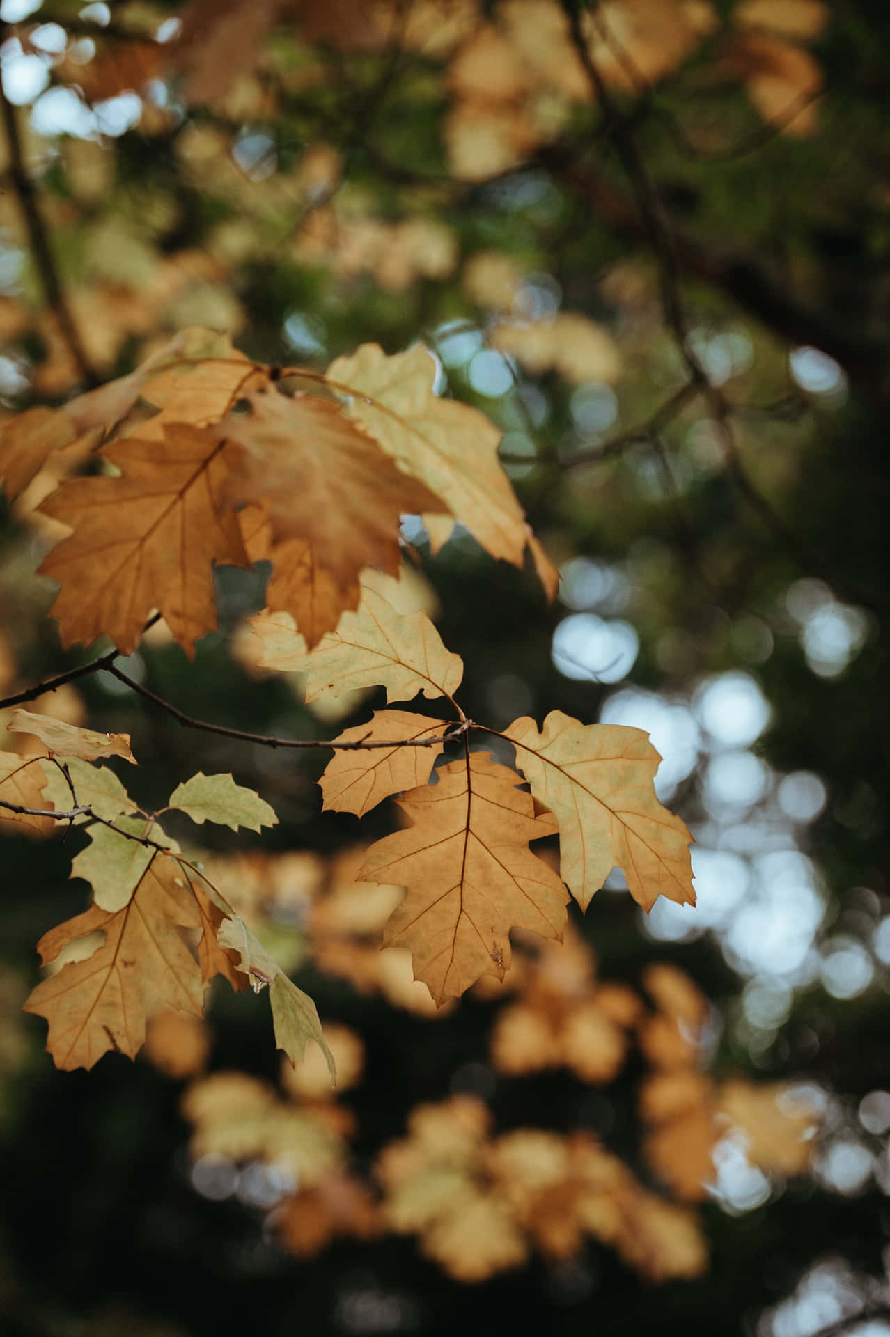 Brown Oak Tree Leaves Tumblr Photography Iphone Wallpaper