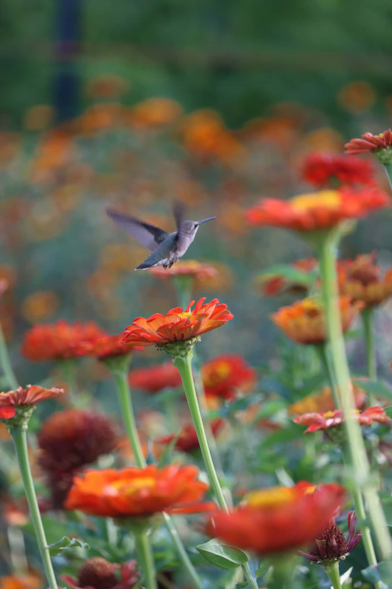 Hummingbird Flying On Flowers Tumblr Photography Iphone Wallpaper