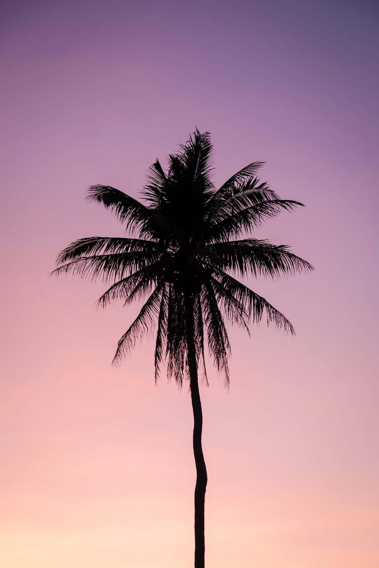 Palm Tree Tumblr Photography Iphone Aesthetic Wallpaper