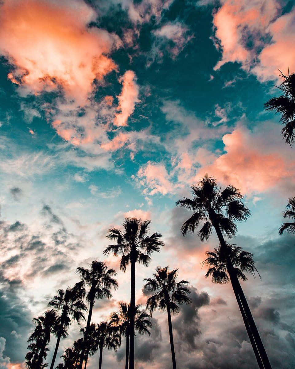 Tumblr Photography Palm Trees And Summer Clouds Wallpaper