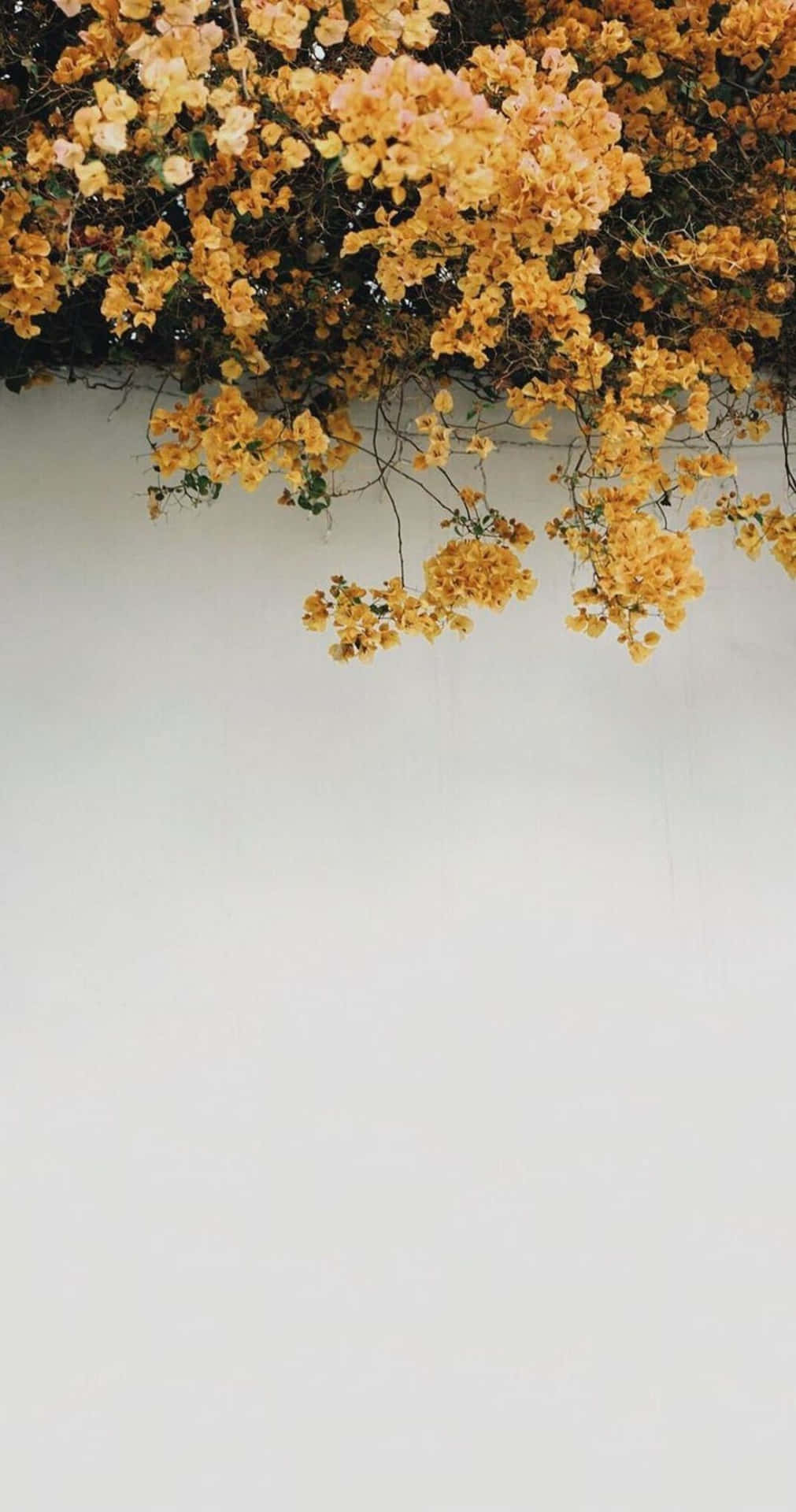 Tumblrfotografie Goldene Blätter Über Einer Wand Wallpaper