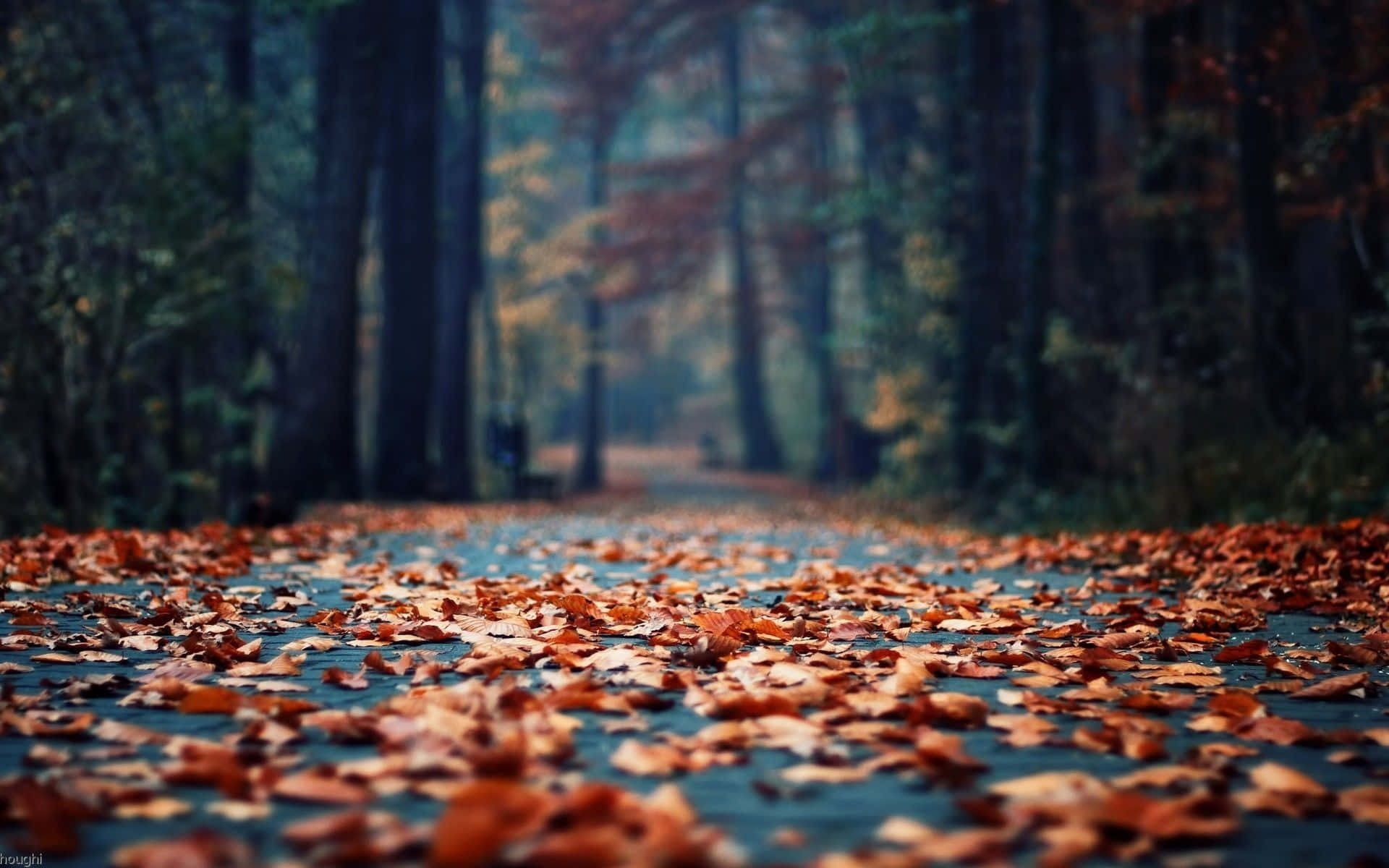 Efteråret blade på jorden i skoven Wallpaper