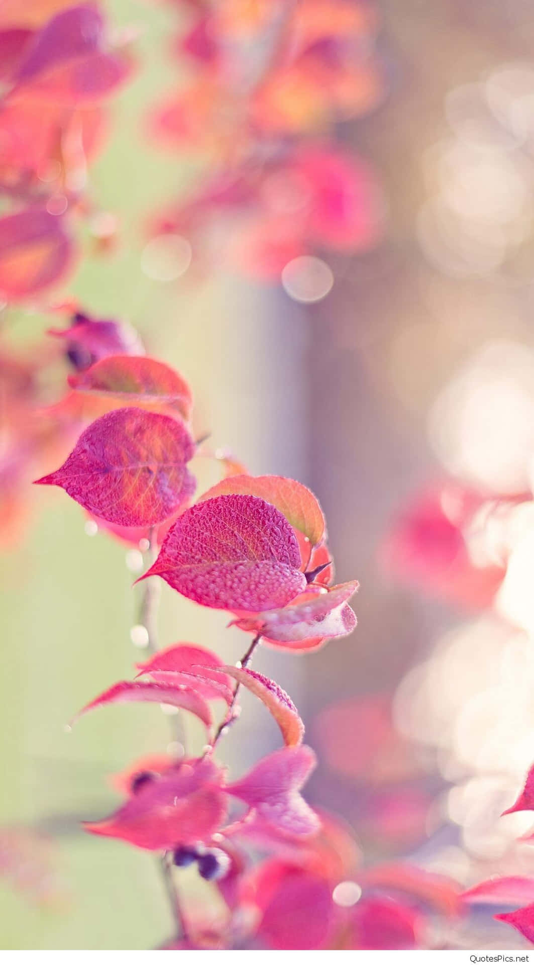 Tumblr Photography Pink Leaves Sunlight Wallpaper