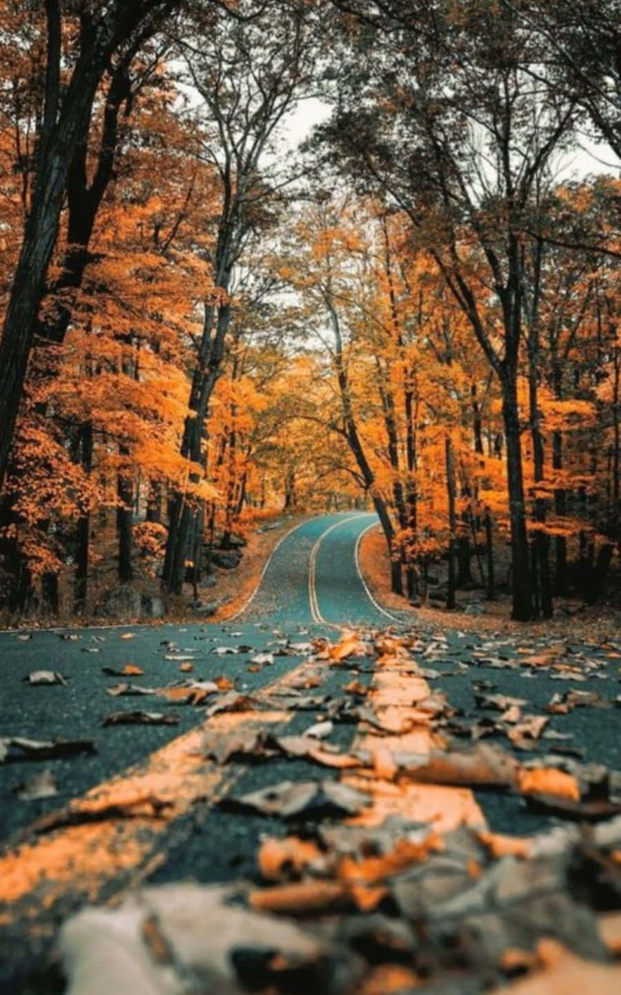 Autumn Road In The Forest