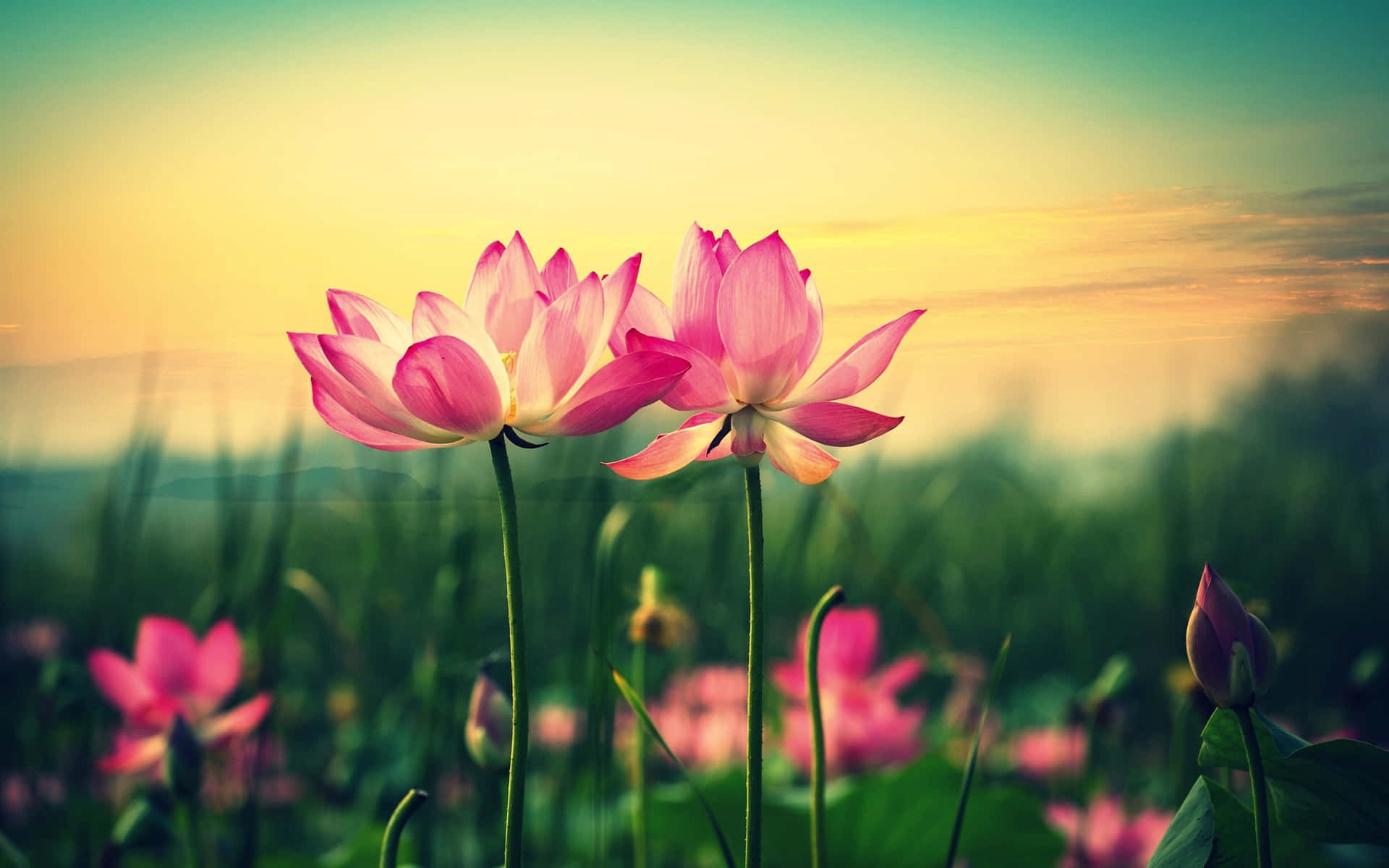 Two Pink Lotus Flowers In The Field At Sunset