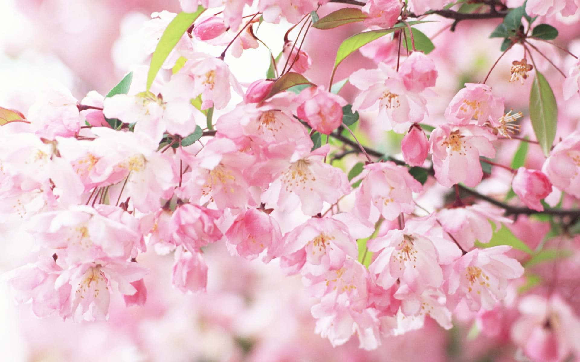 Pink Cherry Blossoms On A Tree