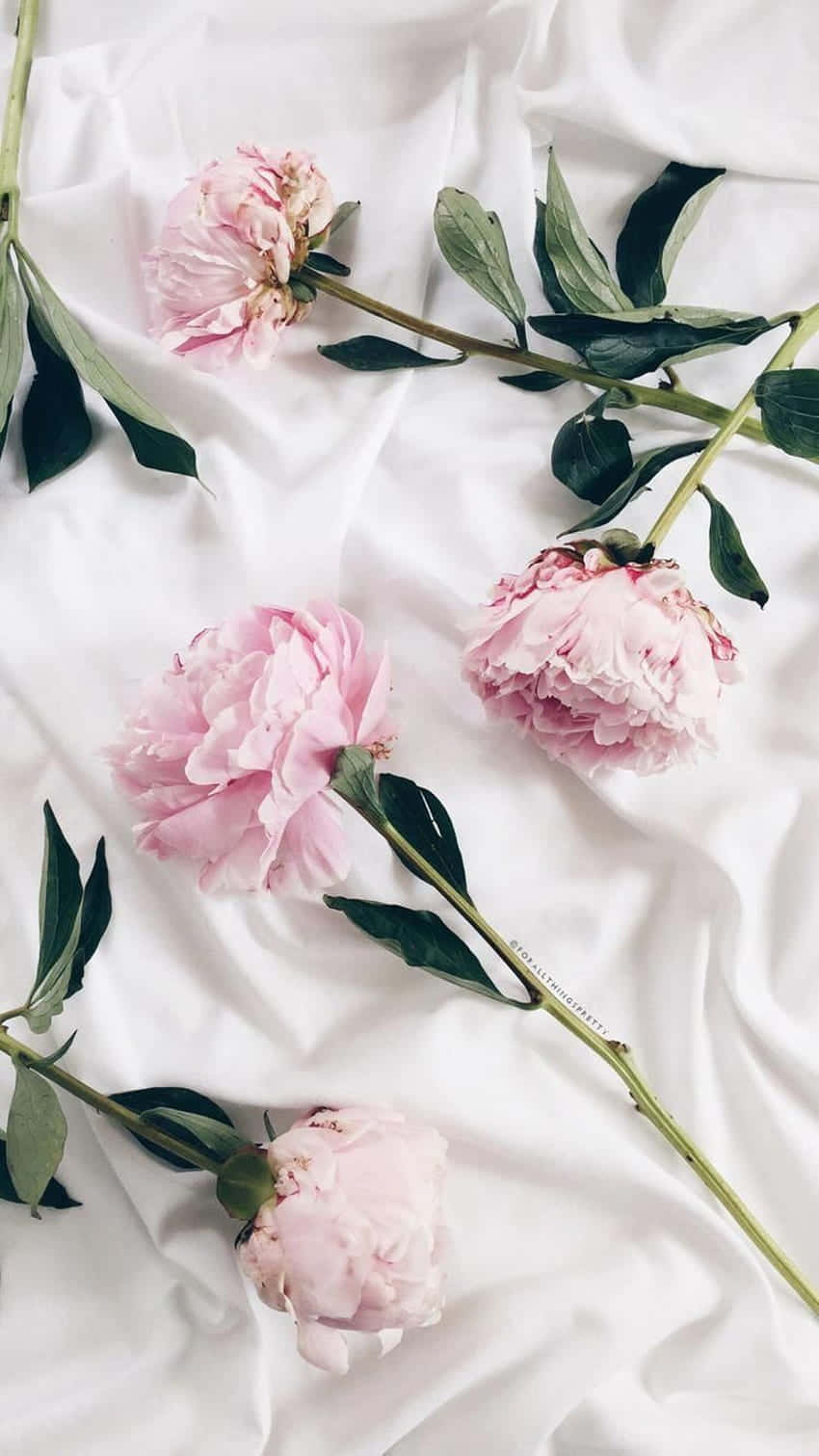 Stay trendy with a pink Tumblr-inspired background.