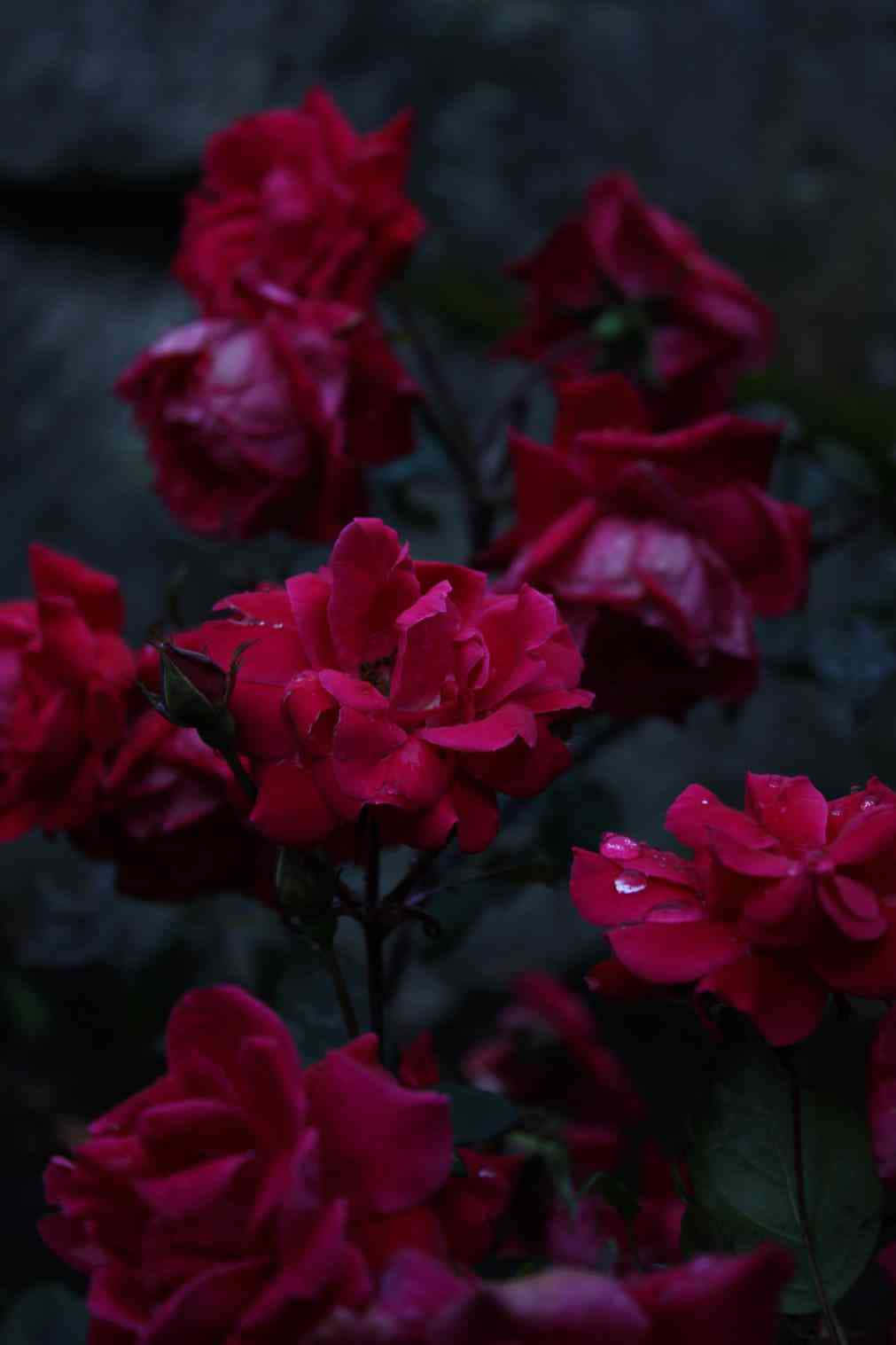 Einromantisches Bouquet Aus Bunten Rosen Vor Einem Weißen Hintergrund. Wallpaper