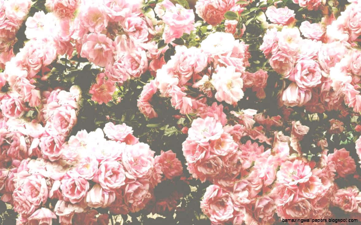 Field of Red and Pink Roses Wallpaper