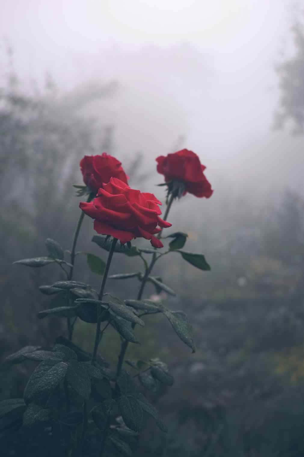 Red Rose with Dew Drops Wallpaper
