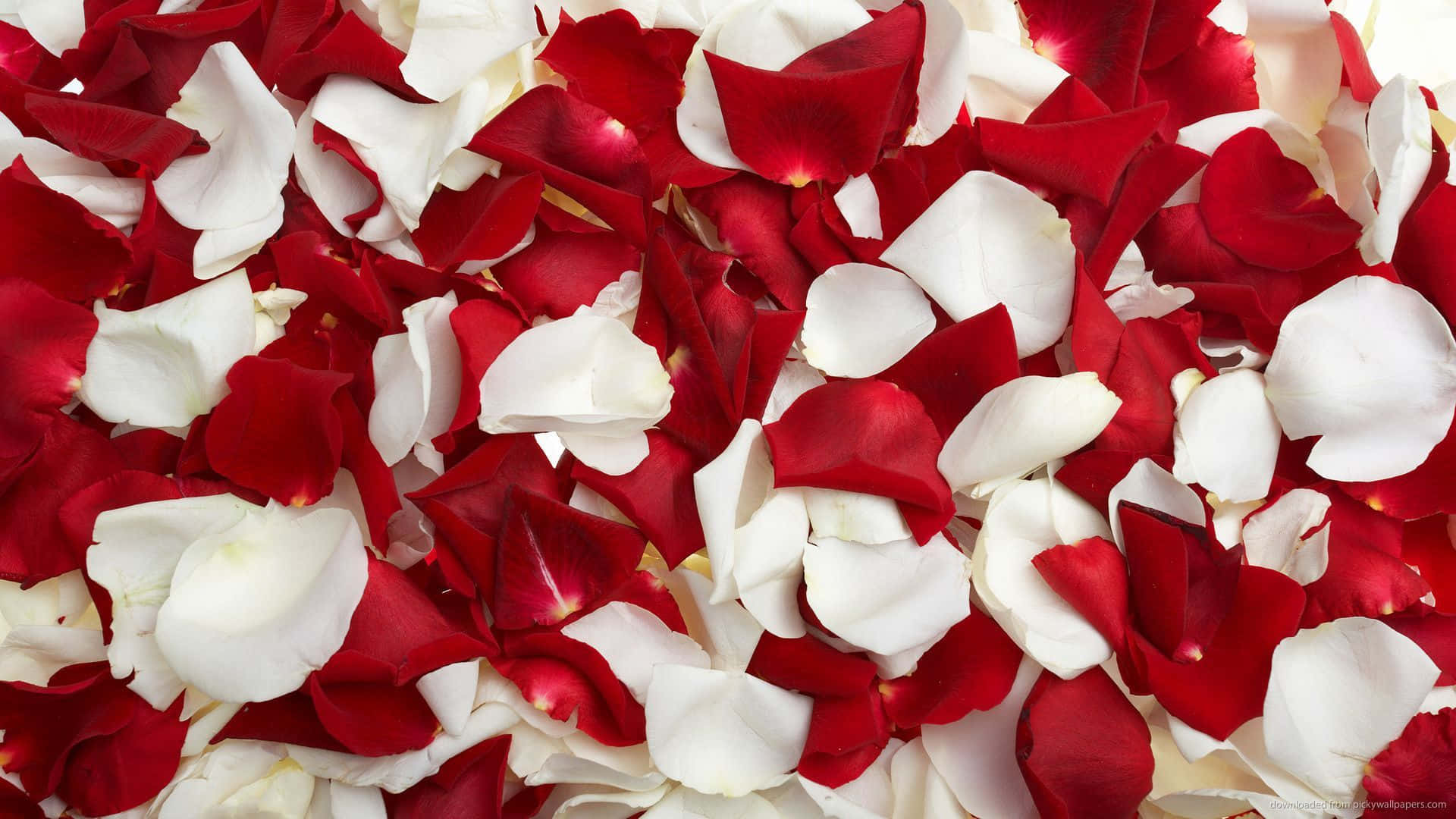 En luksuriøs buket af dybe røde roser mod en lys og livlig baggrund Wallpaper