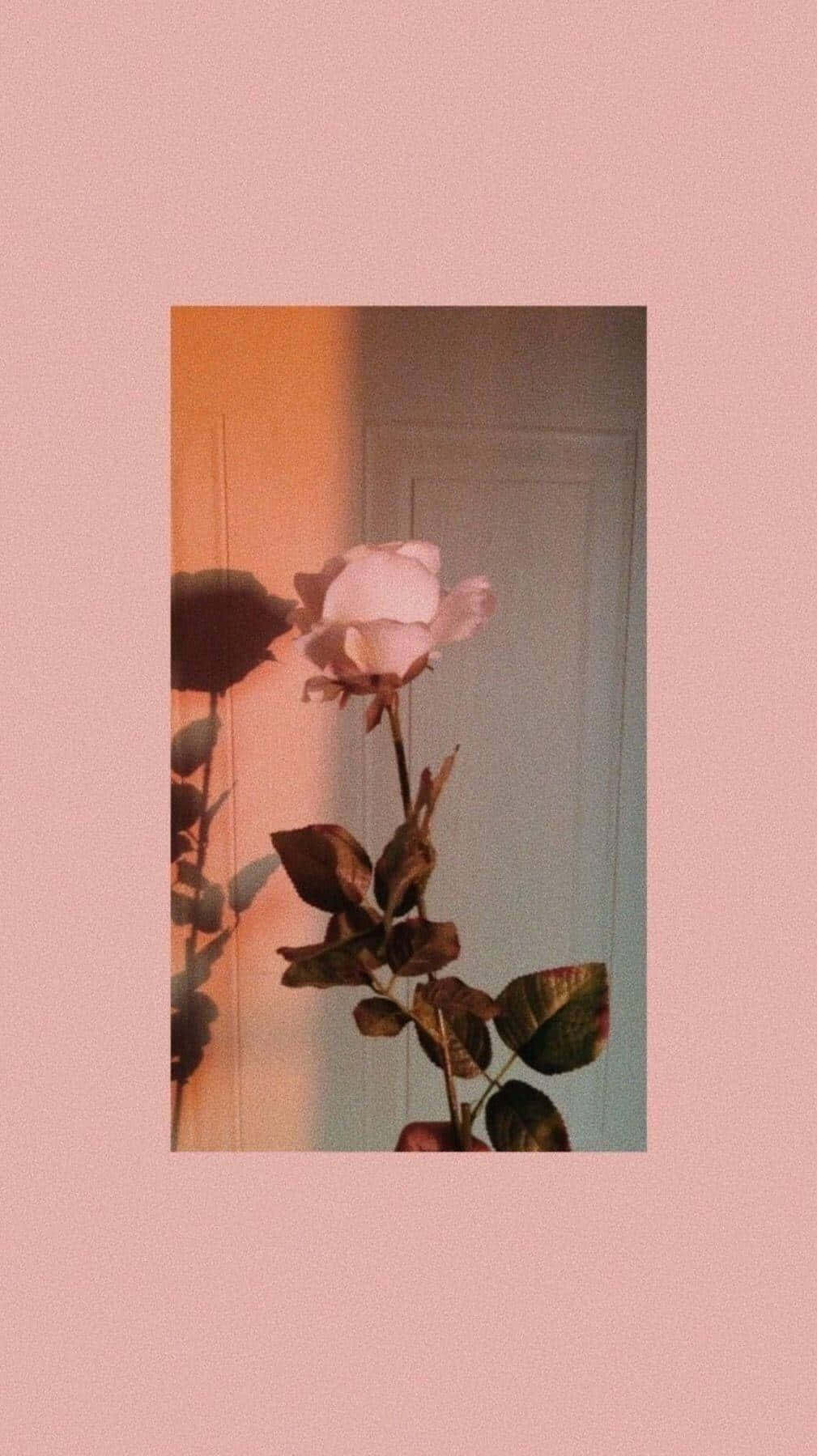 En pink rose foran en dør Wallpaper