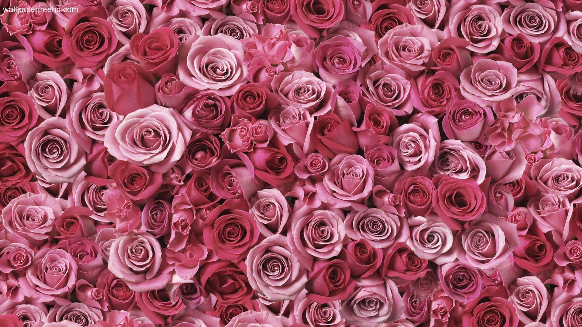 Colourful Bouquet of Roses Wallpaper